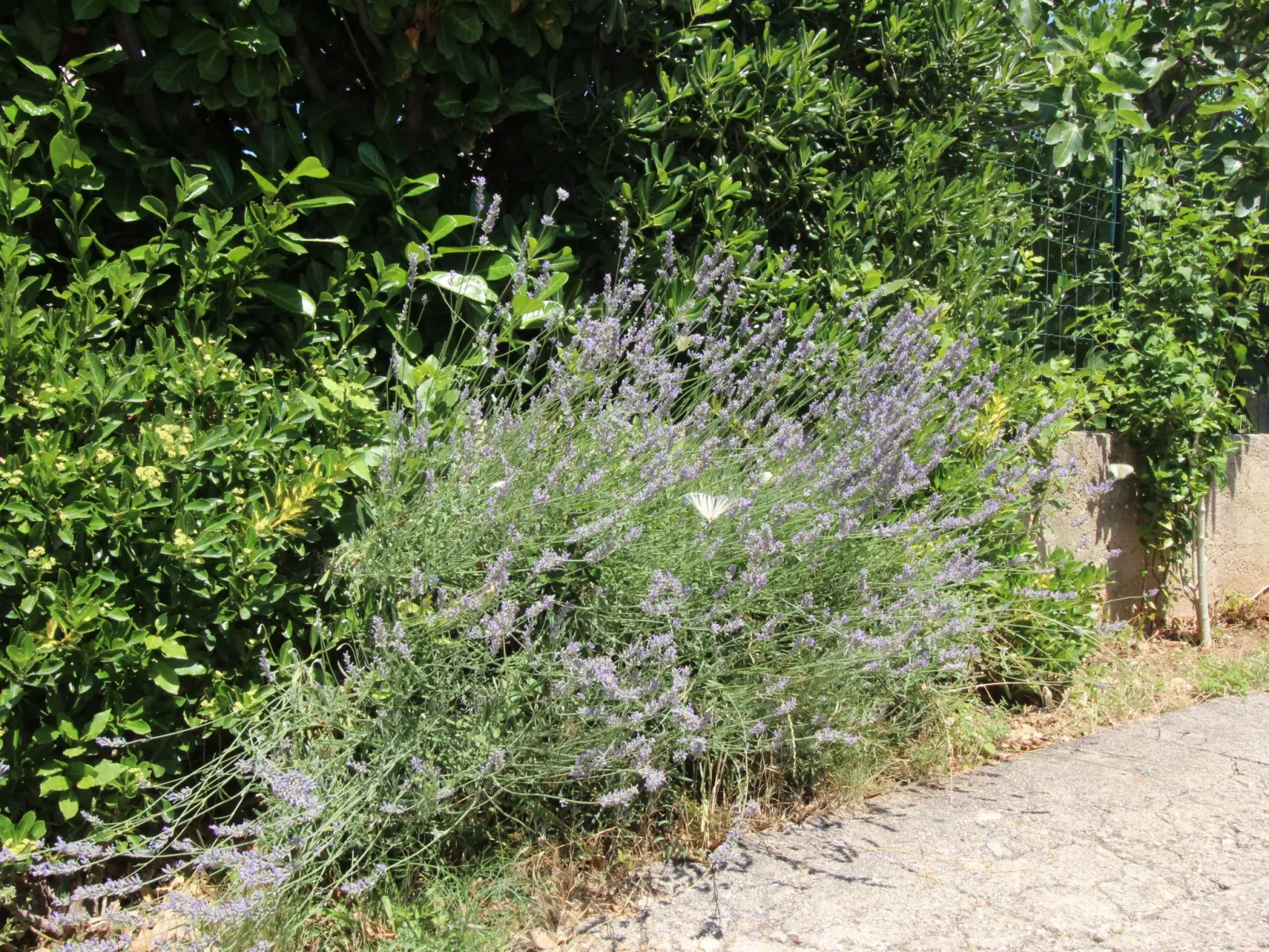 Apartment Andjela-Buiten