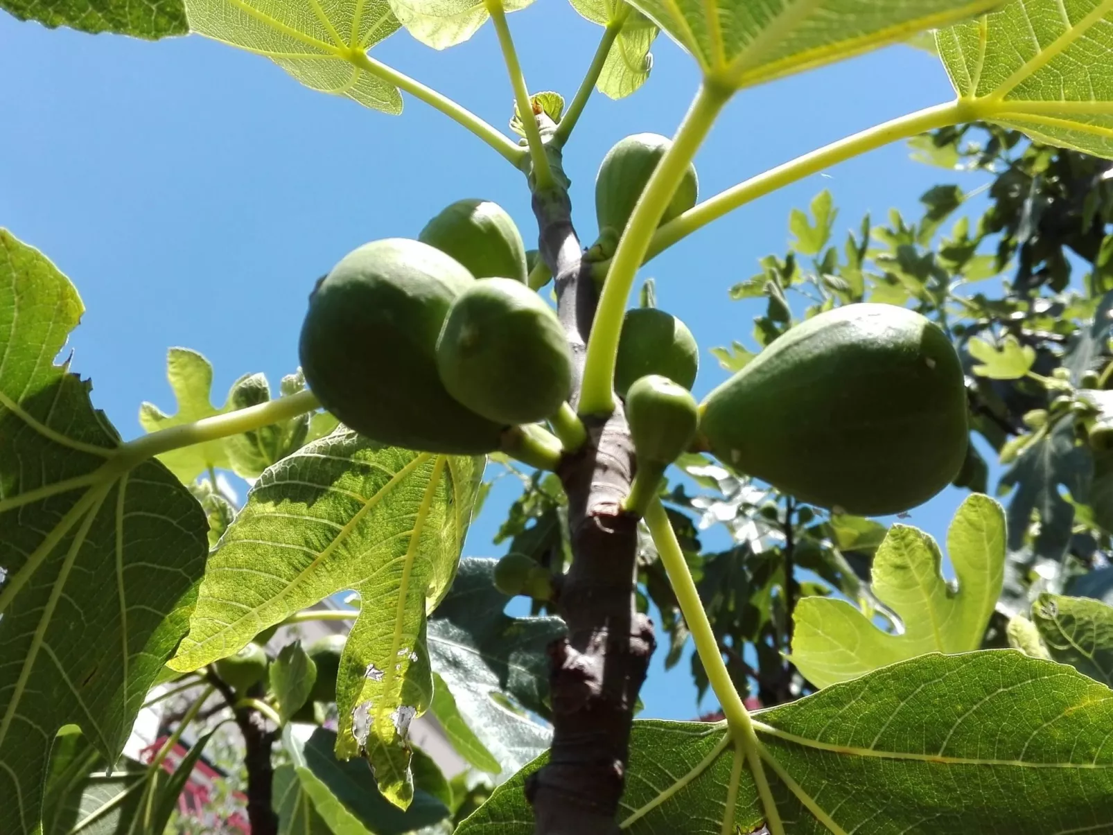 Wohnung mit Balkon und Meerblick-Buiten