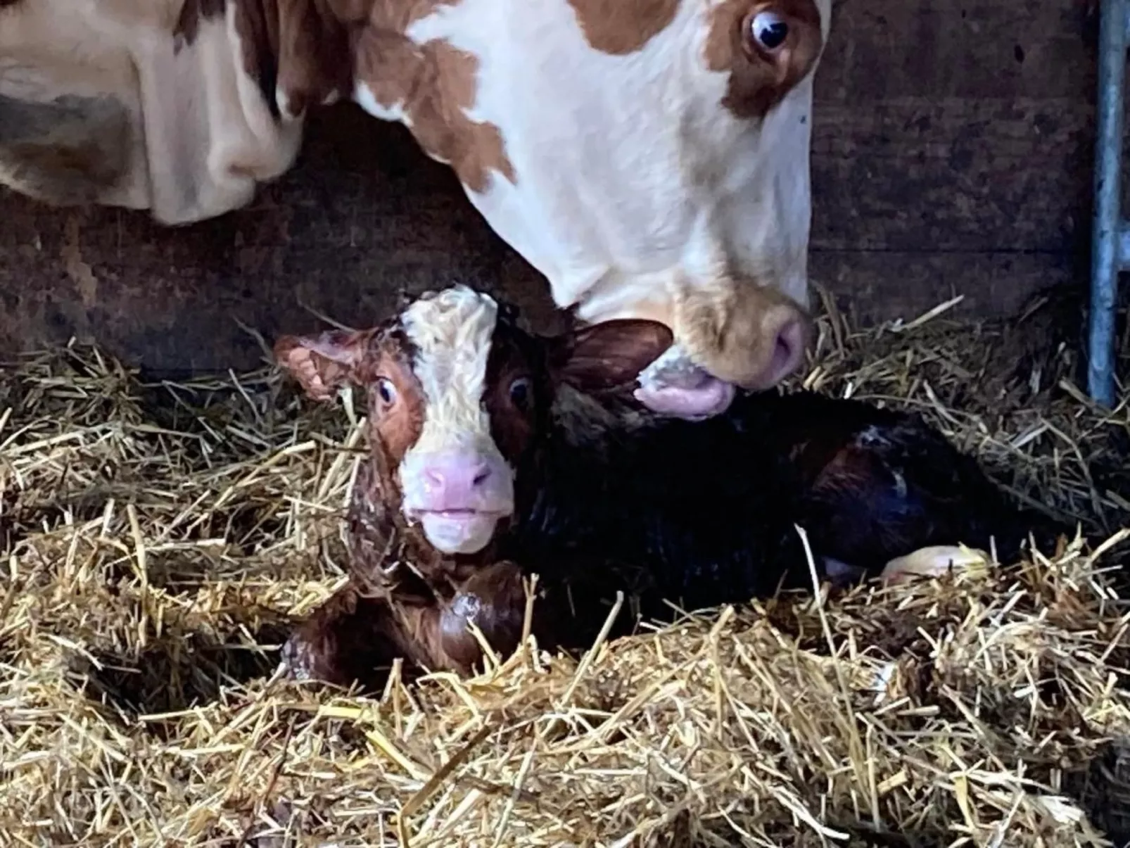 Wohnung "Bellevue"-Image-tags.info