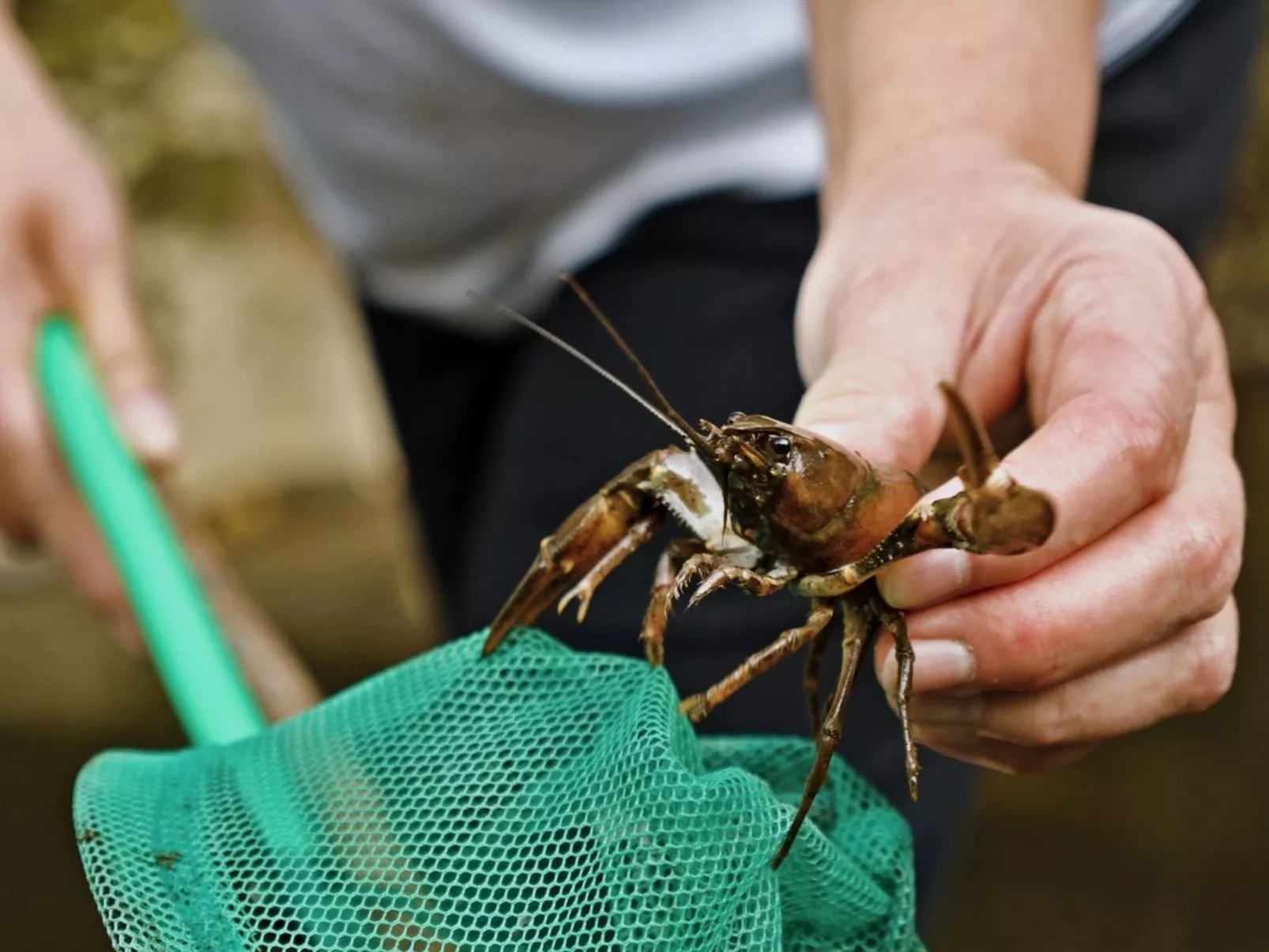 LA CABANE DES REVES-Image-tags.info