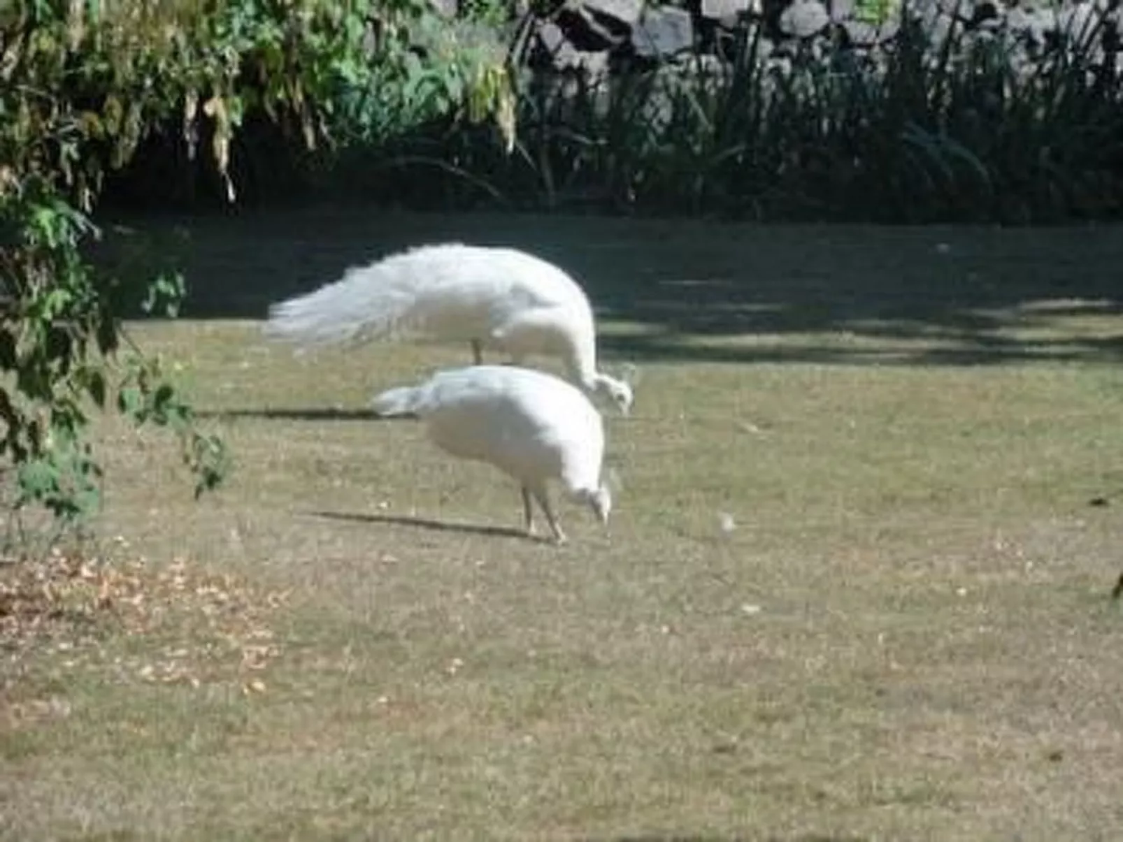 "Au Bas Chalonge Gîte"-Image-tags.info