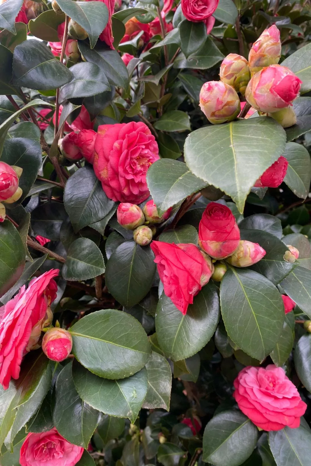 Gartenwohnung im Tessin mit Swimmingpool-Buiten