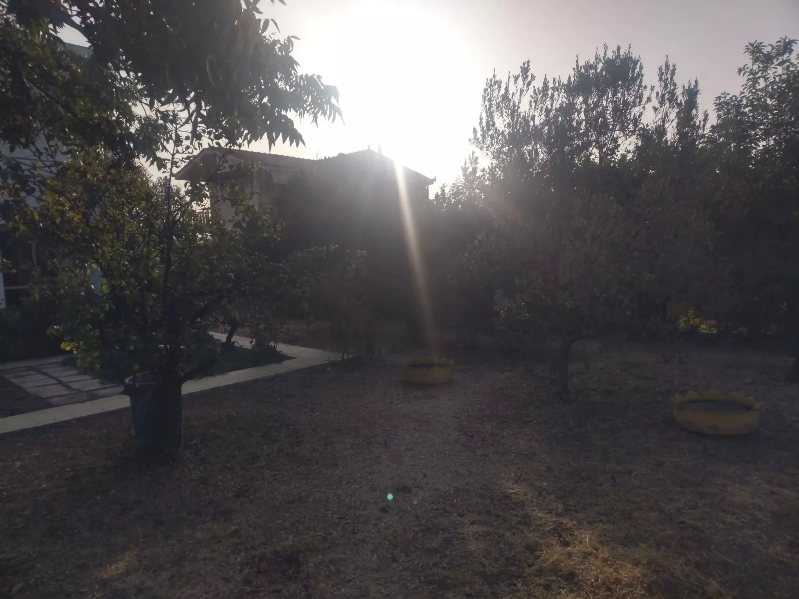 Neben Orangenbaum-Obstgarten-Buiten