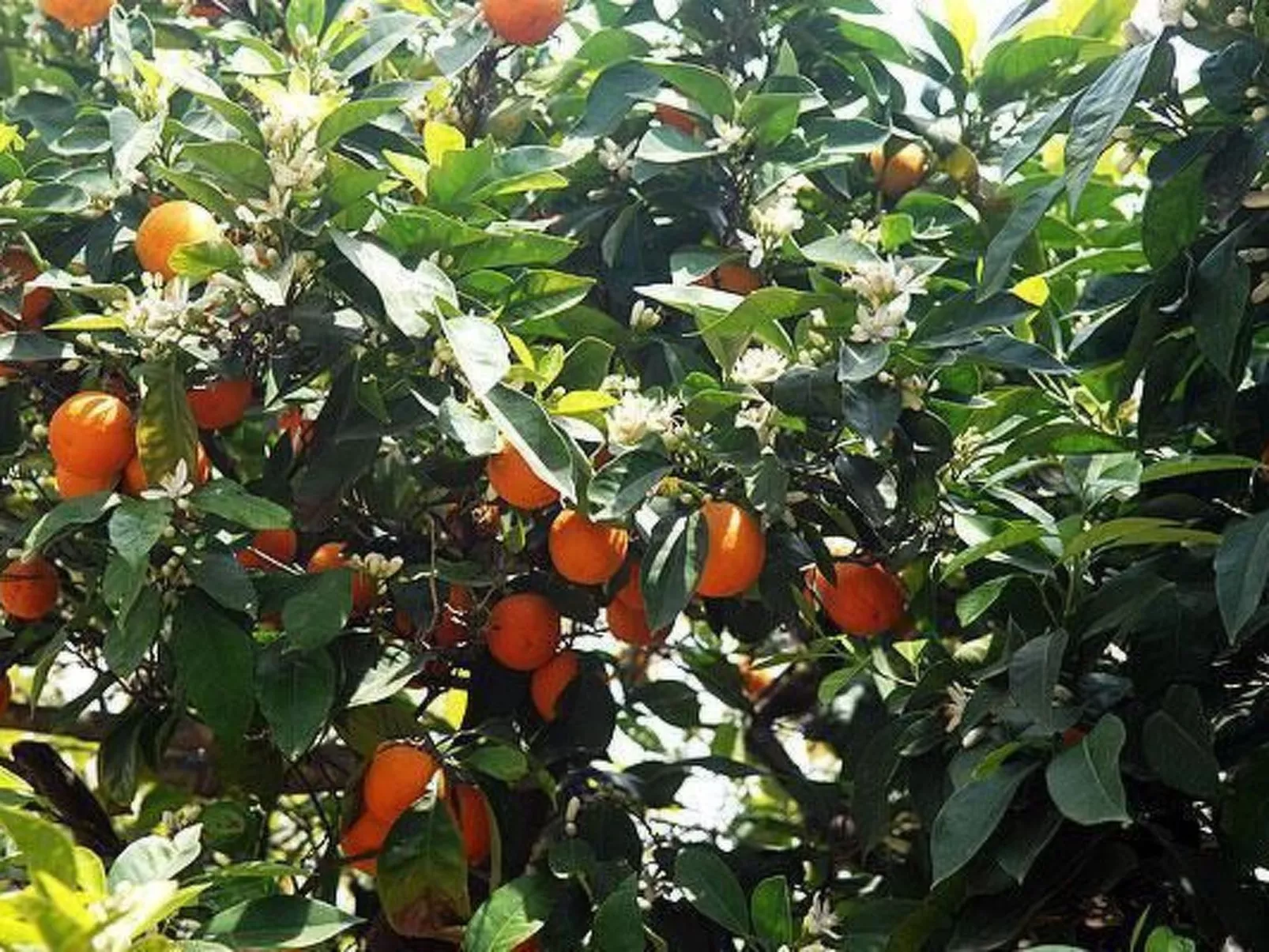 Spiti Limnos, idyllisch gelegen im Orangenhain-Image-tags.info