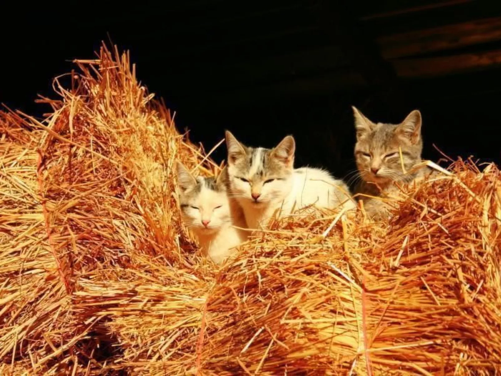 Ländliche Finca "Casa da Rocha"-Image-tags.info