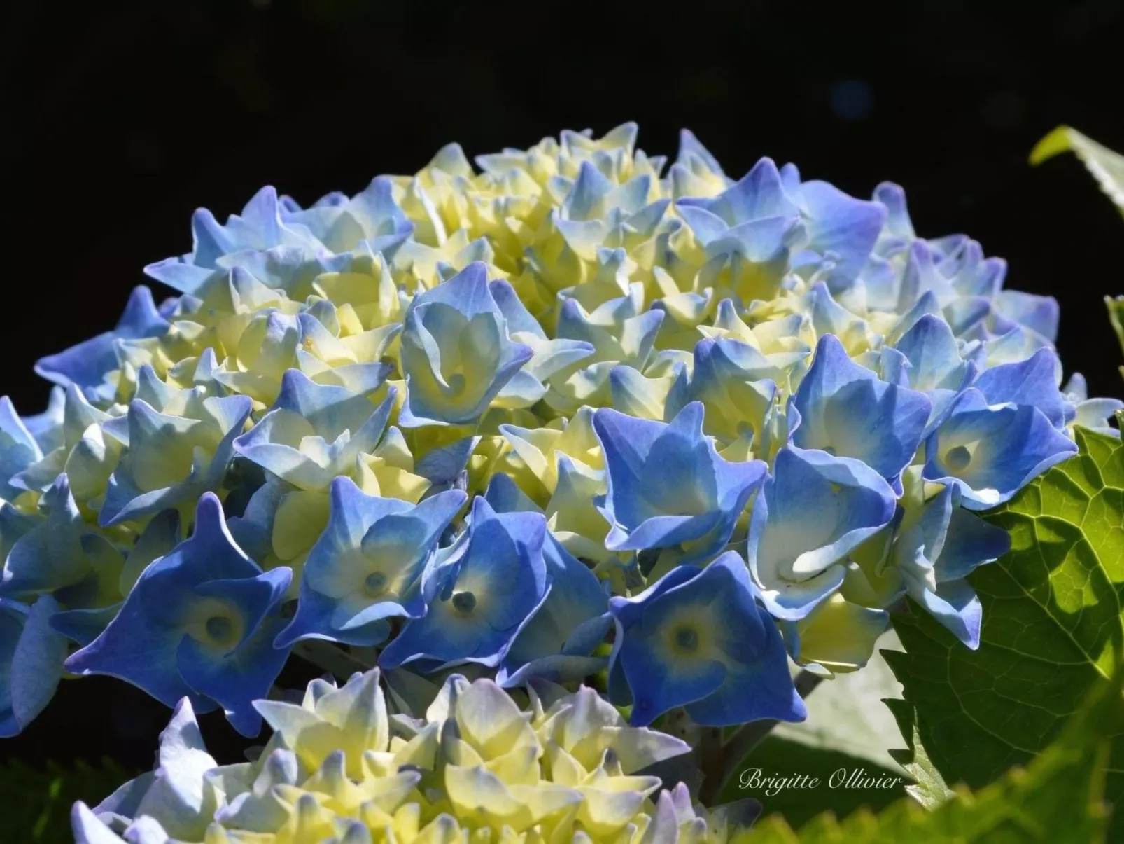 Mit eigenem Garten und Grill-Image-tags.info