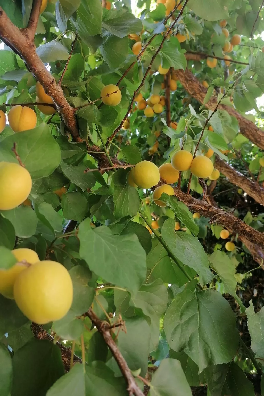 Wohnung "Terrasse am Pool"-Buiten