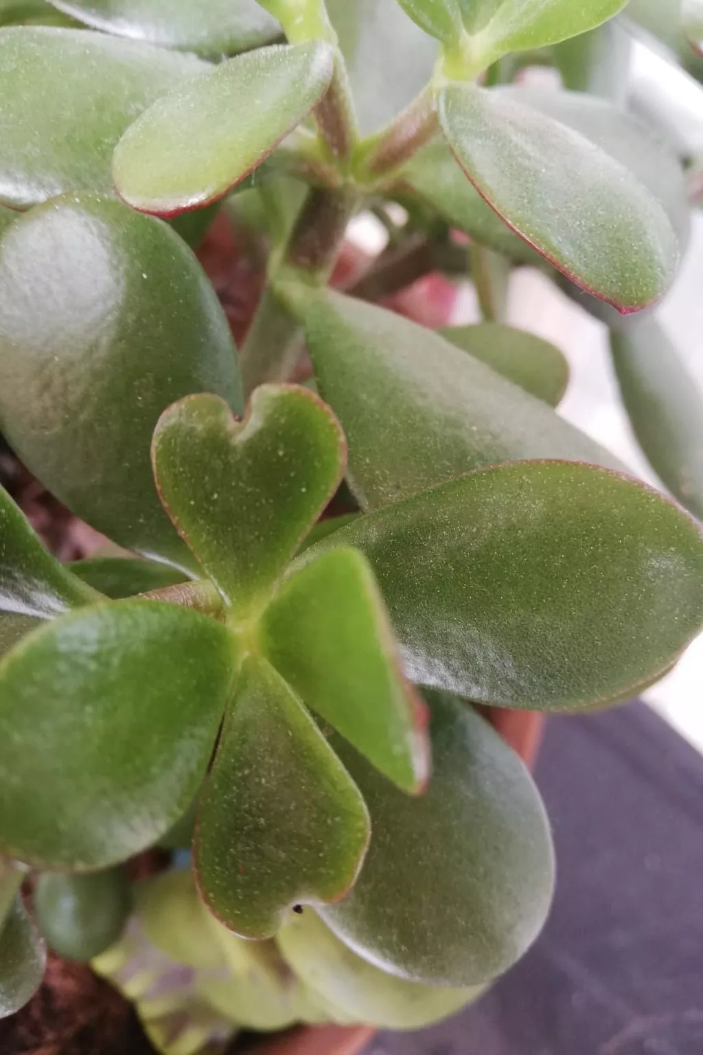 Haus Mirelia für zwei Personen mit Garten-Image-tags.info