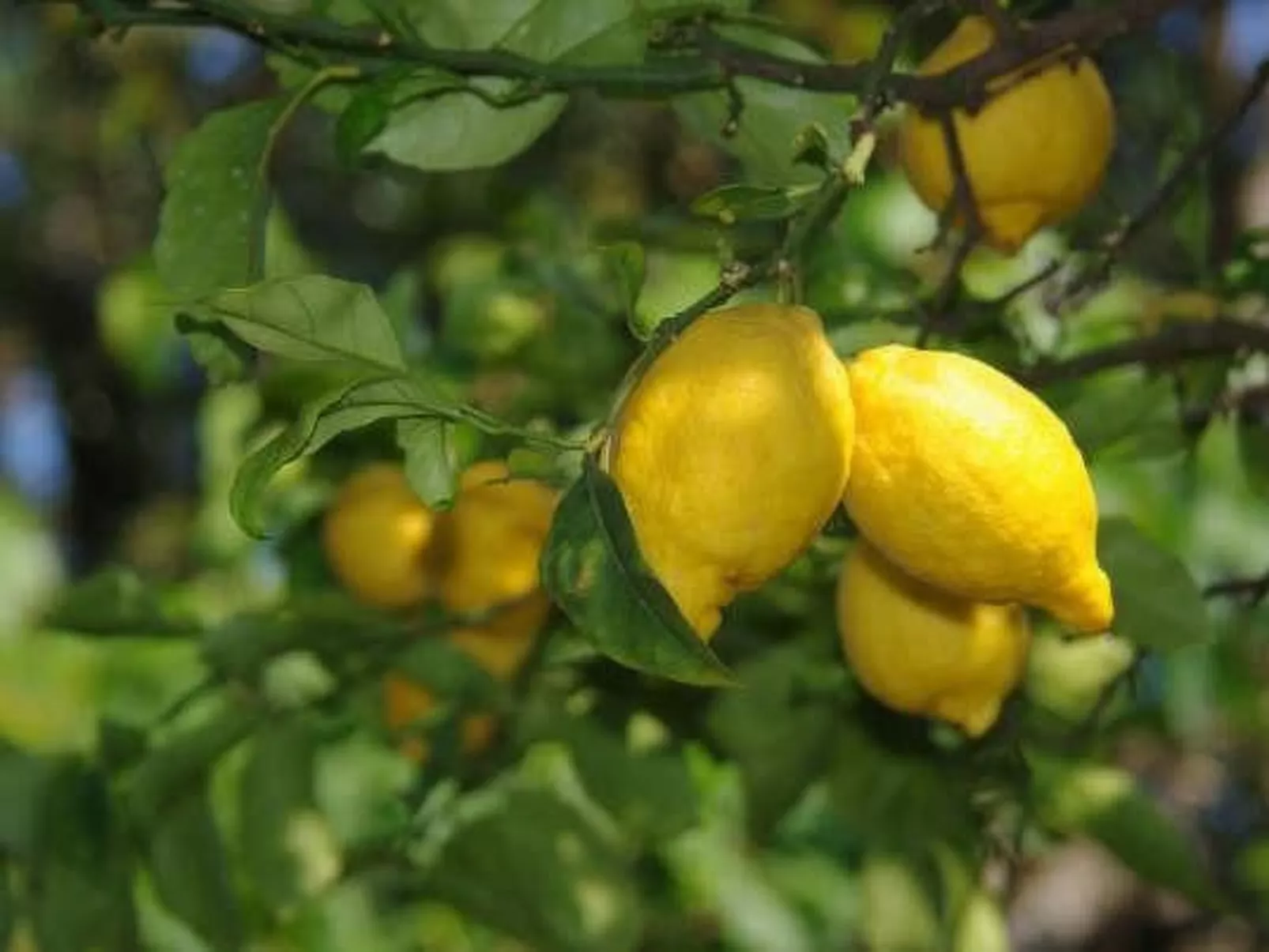 Wohnung 'Giglio' mit privatem Garten-Buiten