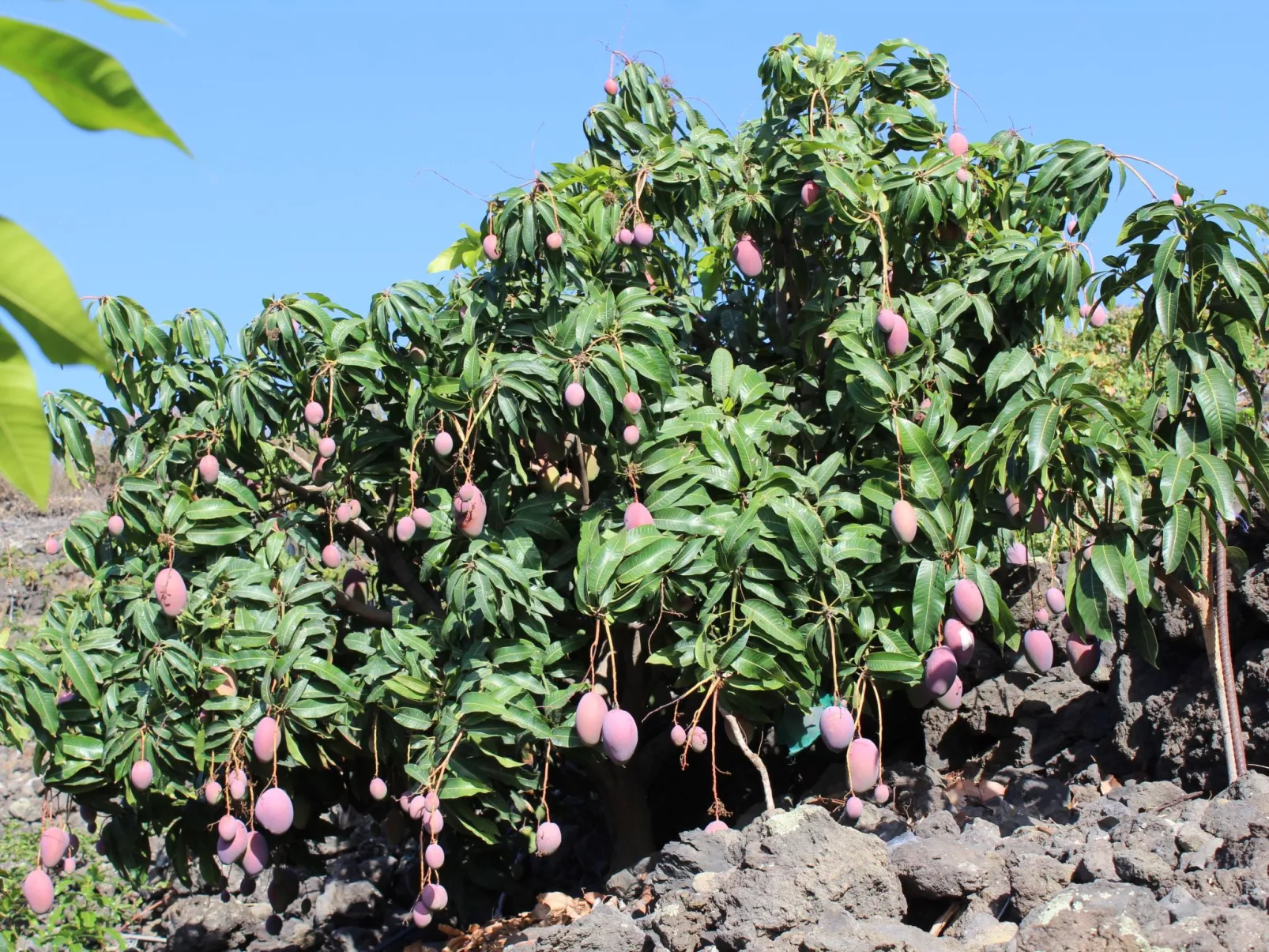 In Monte Breñas mit Grill, Terrasse und Garten-Buiten