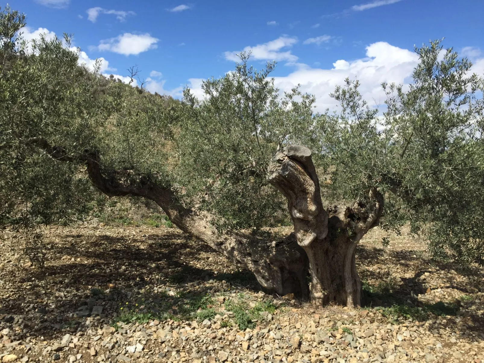 Casa Maravilla in der Nähe der Küste. Frieden und Ruhe.-Binnen
