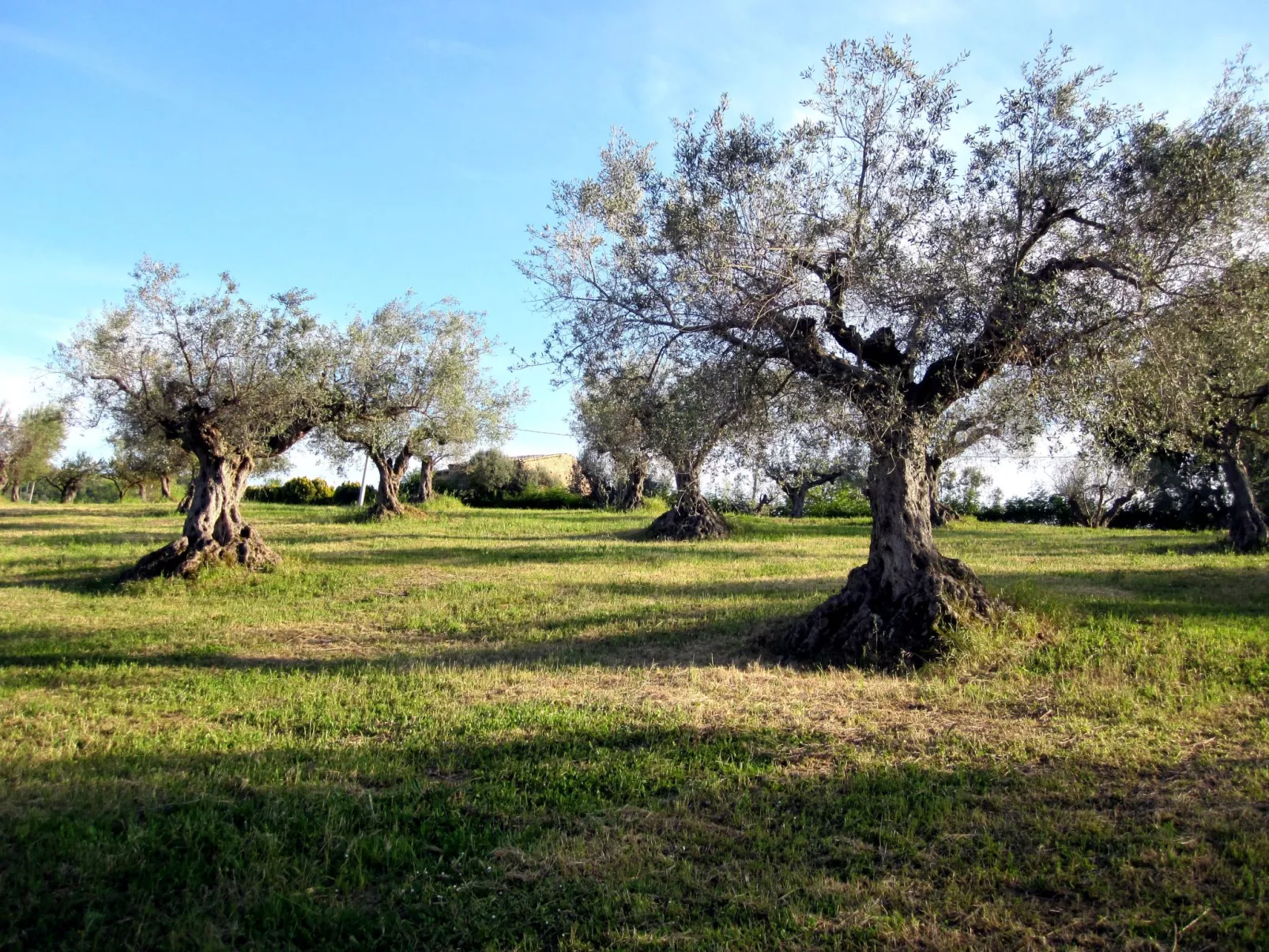 In Notaresco mit Grill und Garten-Buiten