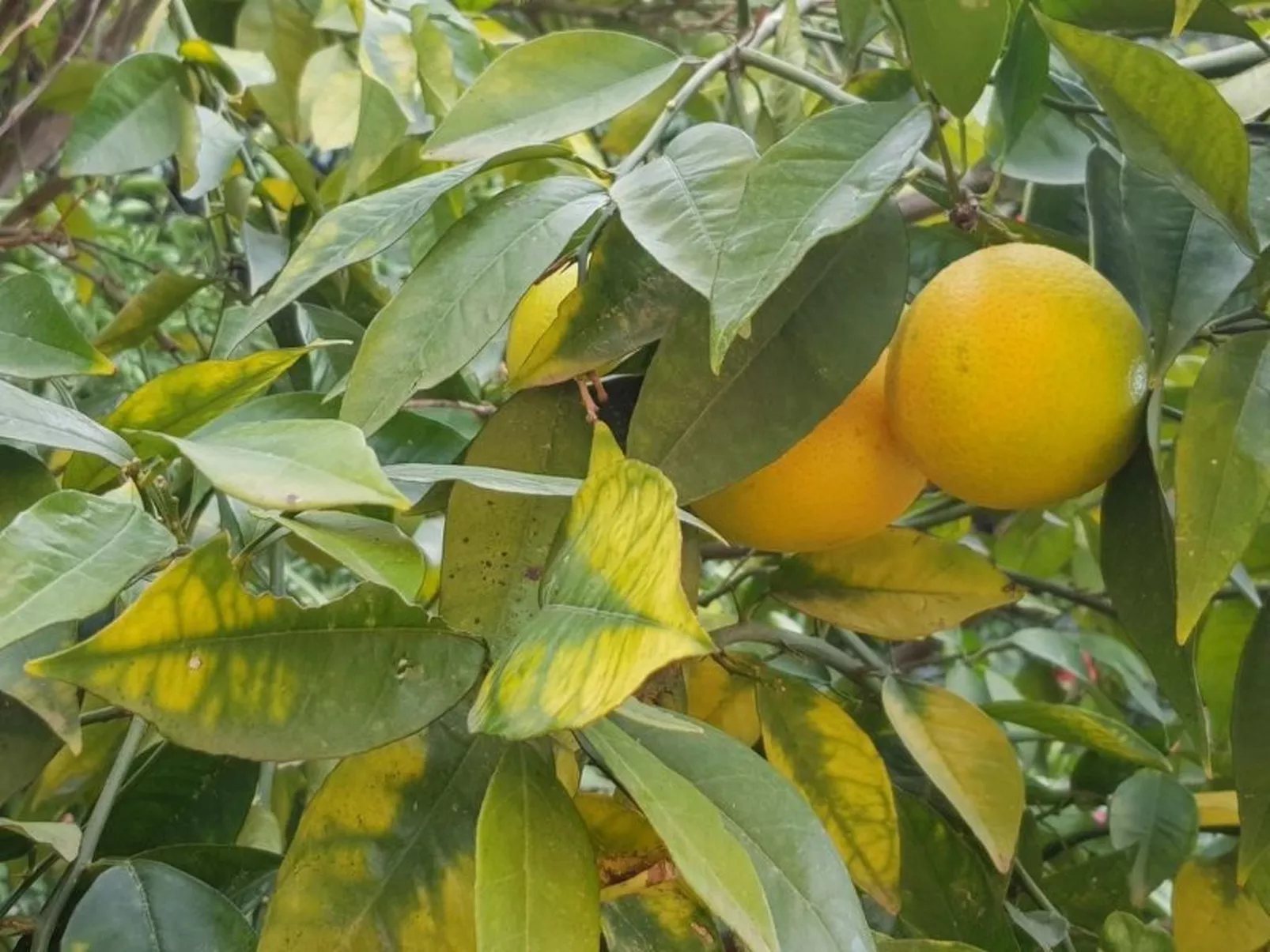 Su Niu Crobu-Image-tags.info