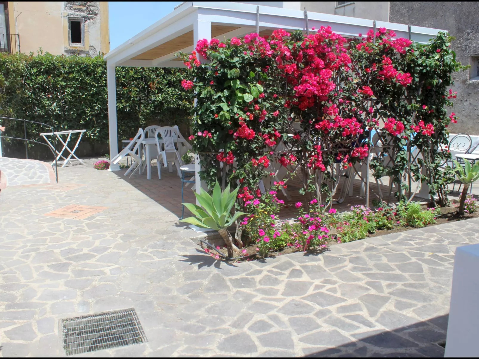 'Camelia ab 236-Image-tags.info