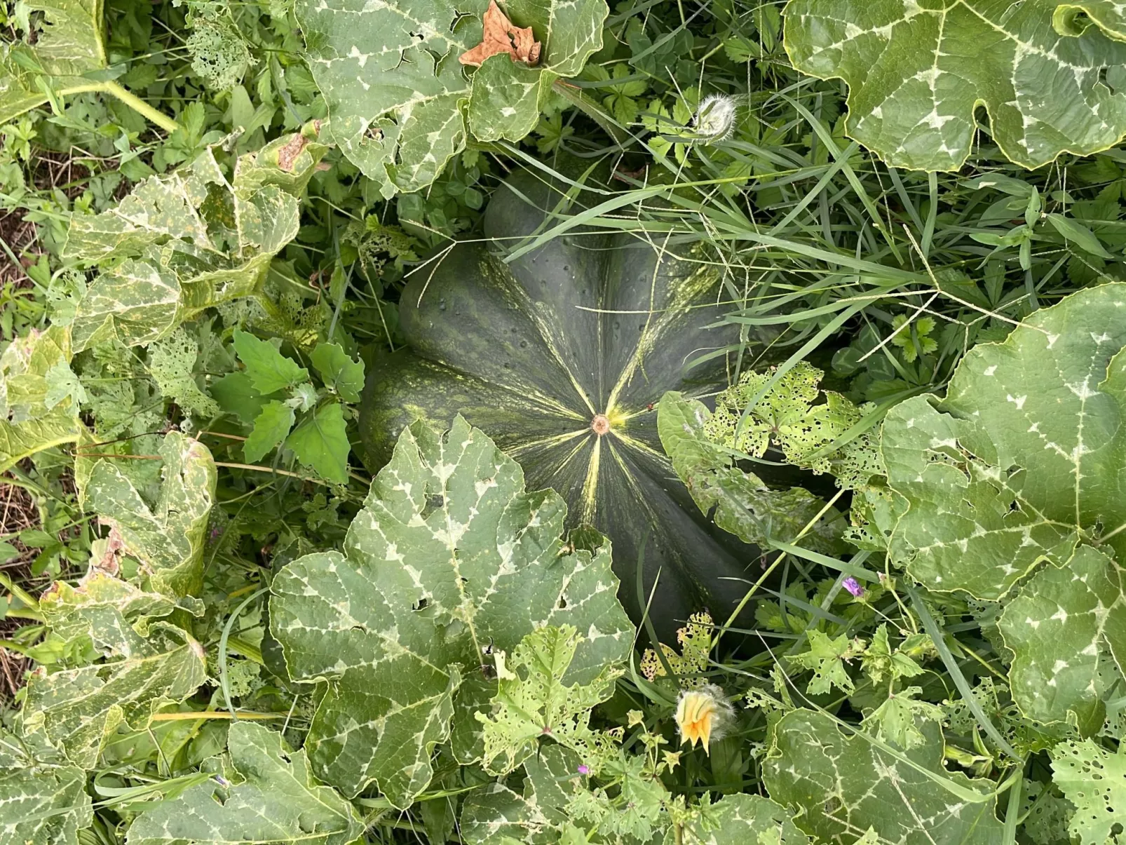 'Merula Antica Dimora'-Buiten