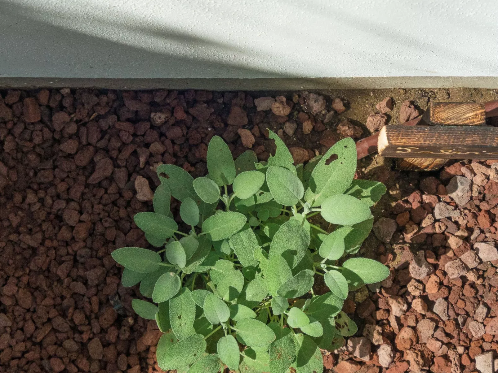 Wohnung in Marina Di Pisa mit Garten-Image-tags.info