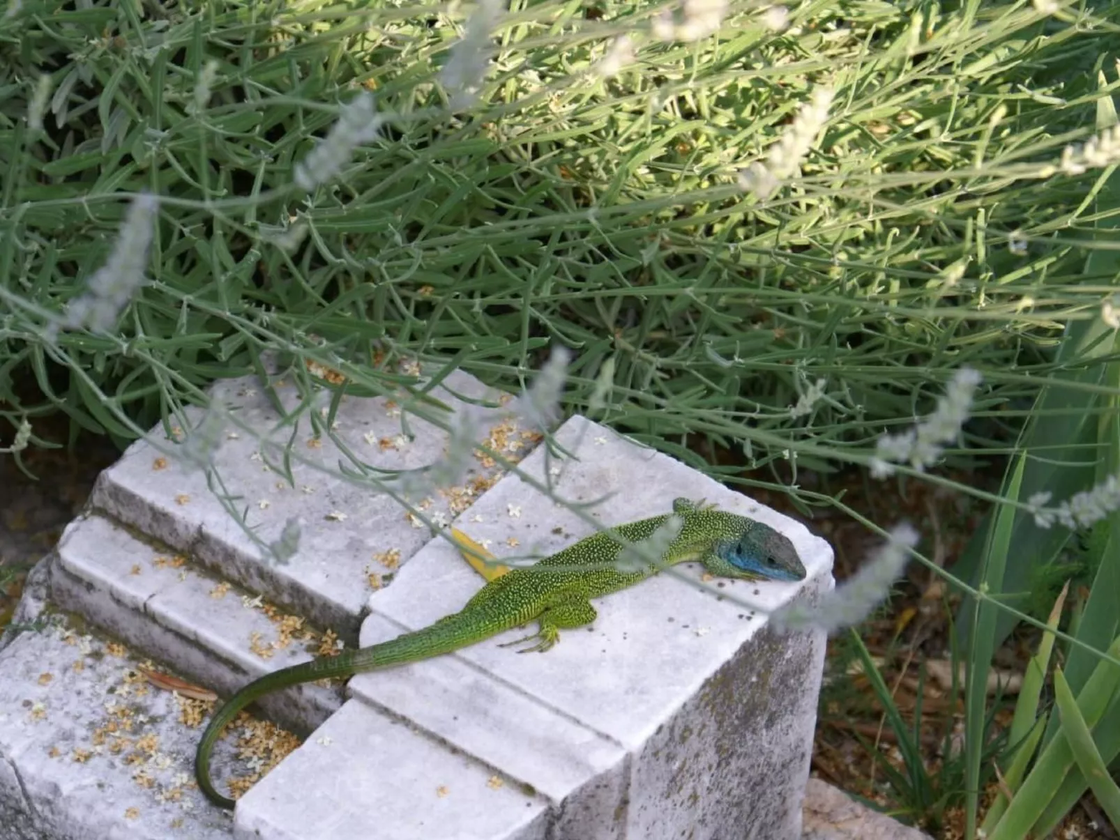 Oliveto Tignale-Buiten