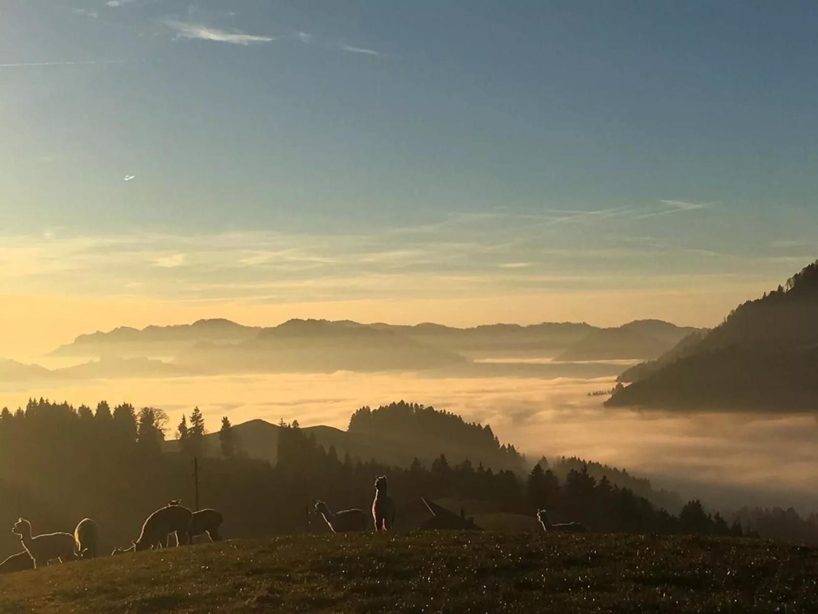 Alpakahof Ferien-Buiten