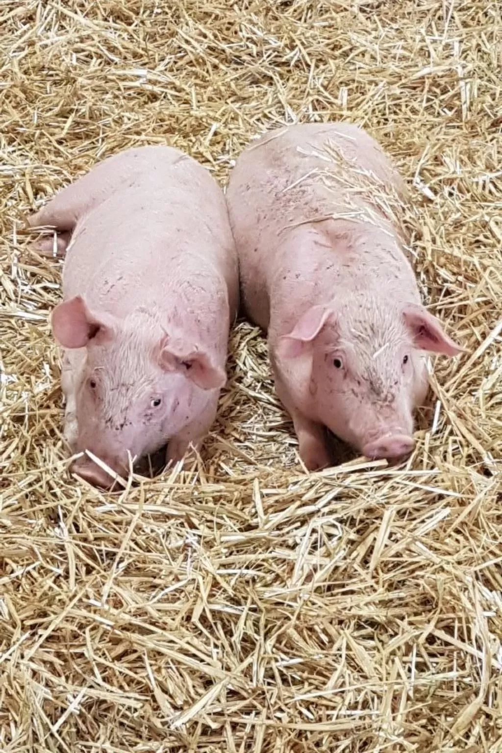 Chalet Staufenhof-Image-tags.info