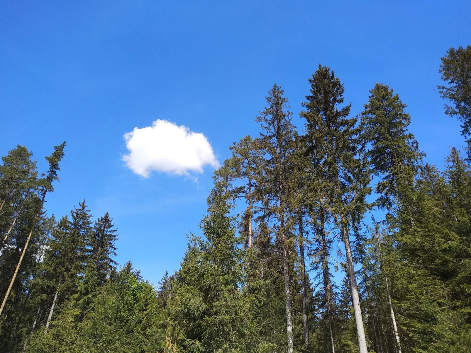 Fichtelzauber mit Sauna-Buiten