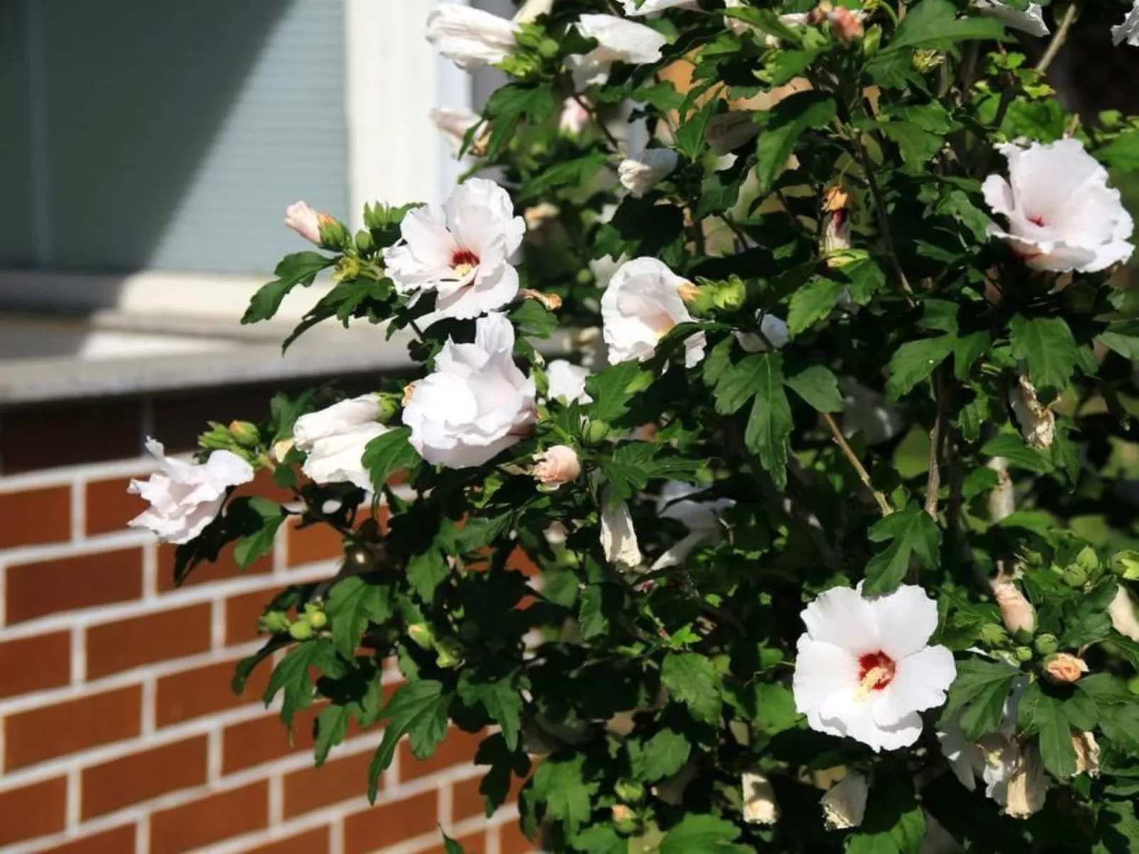 In Storkow mit Schönem Garten-Image-tags.info