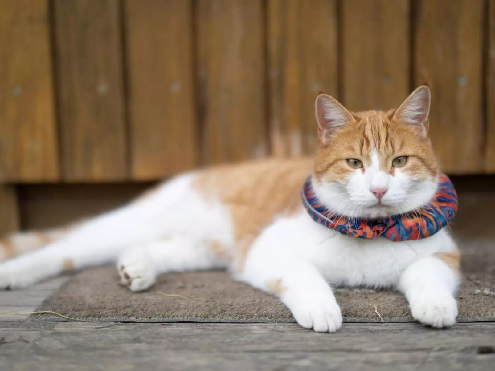 Muessache-Image-tags.info