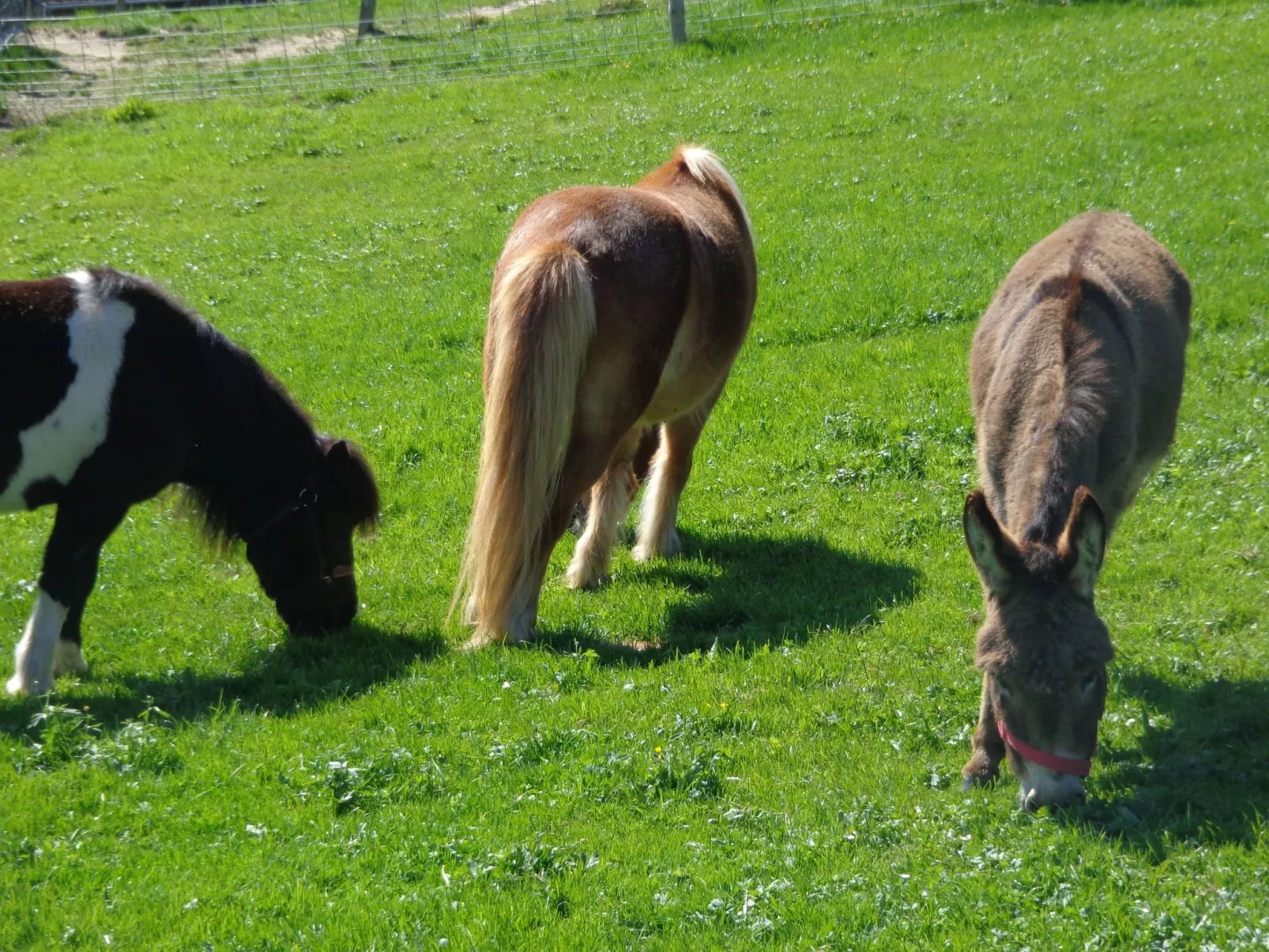 Lamahof Tschäppel-Buiten