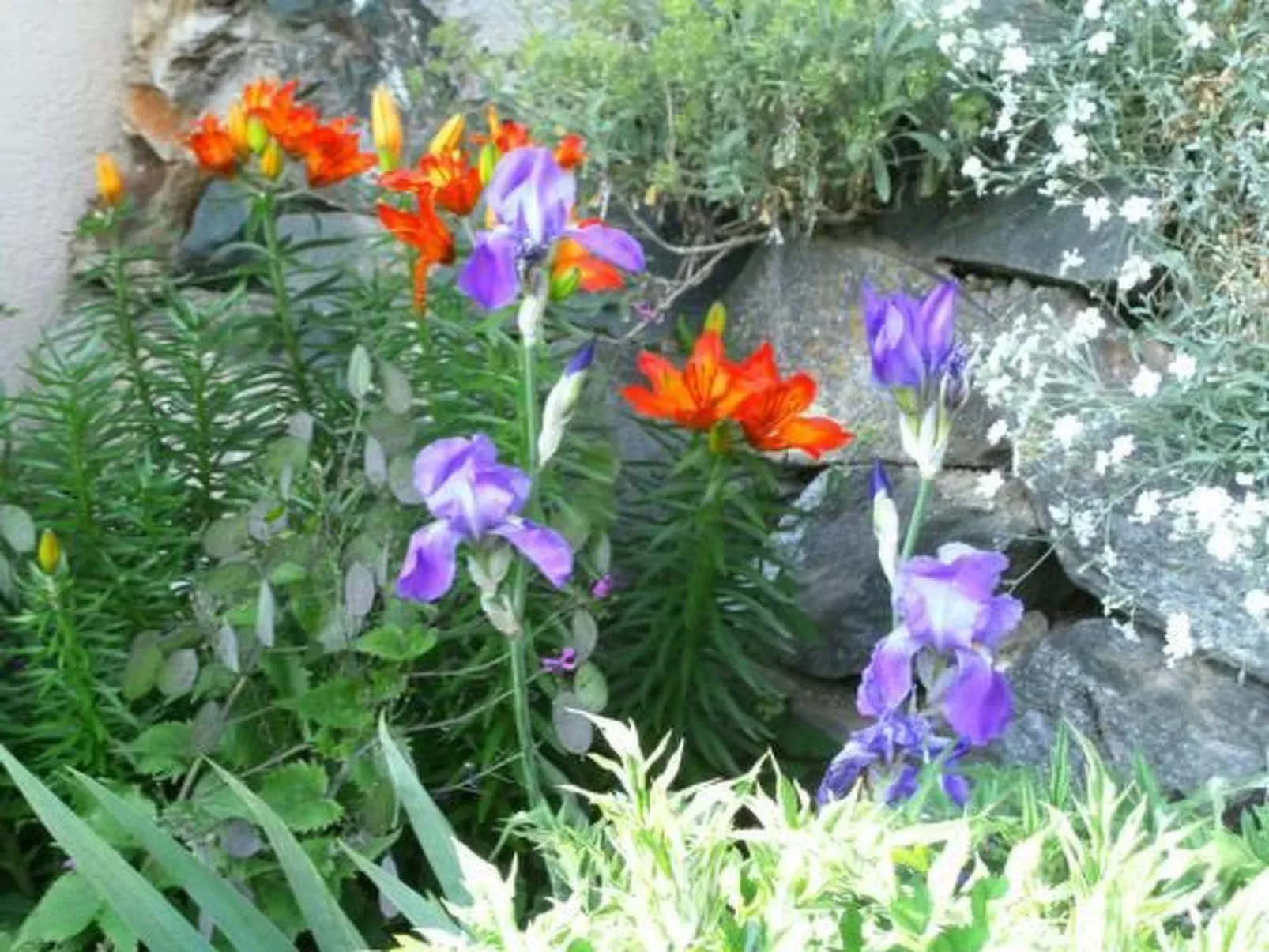 Ferien im grünen rechts-Buiten
