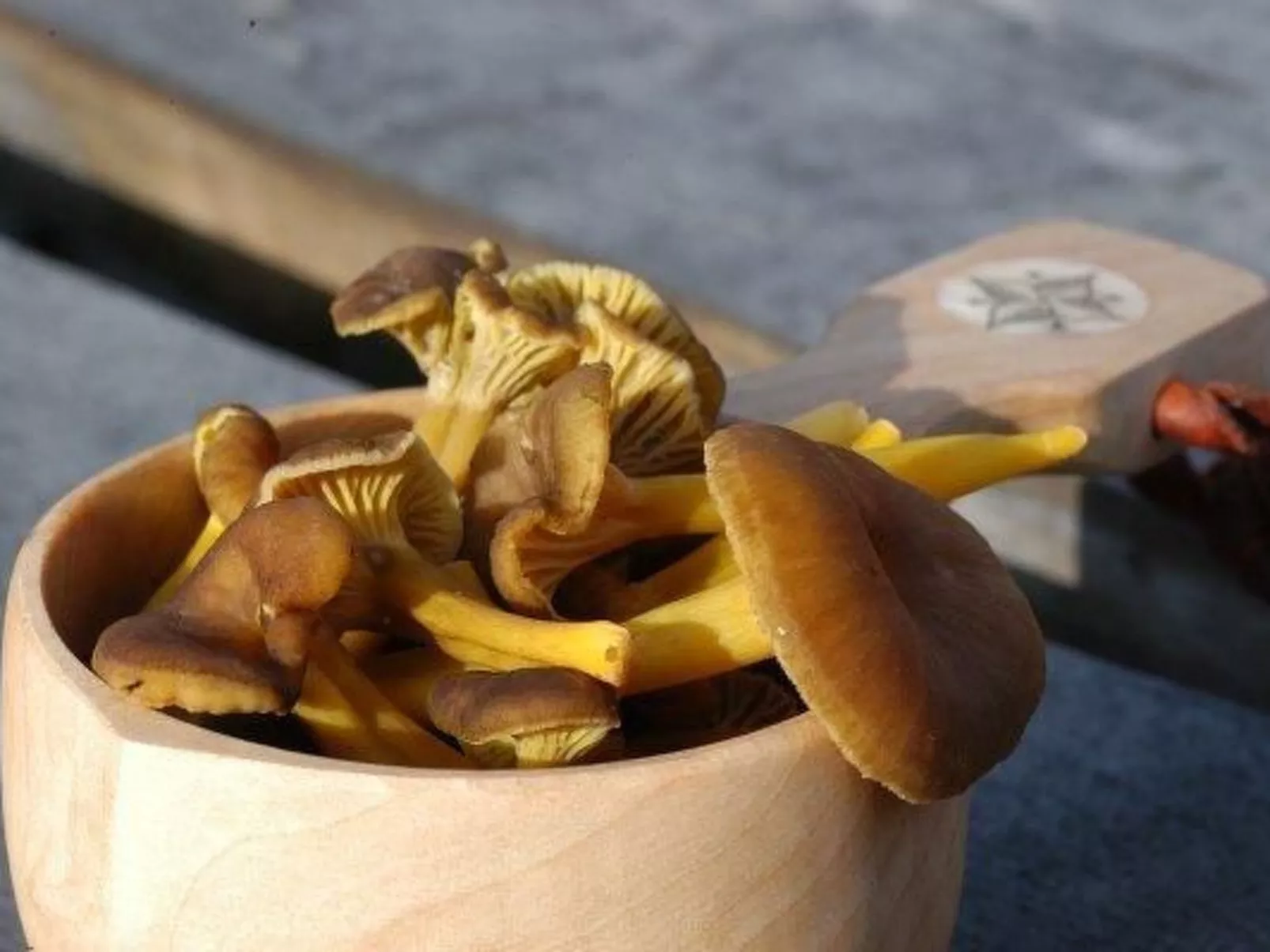 Charmantes Blockhaus, Sauna und Kamin-Image-tags.info