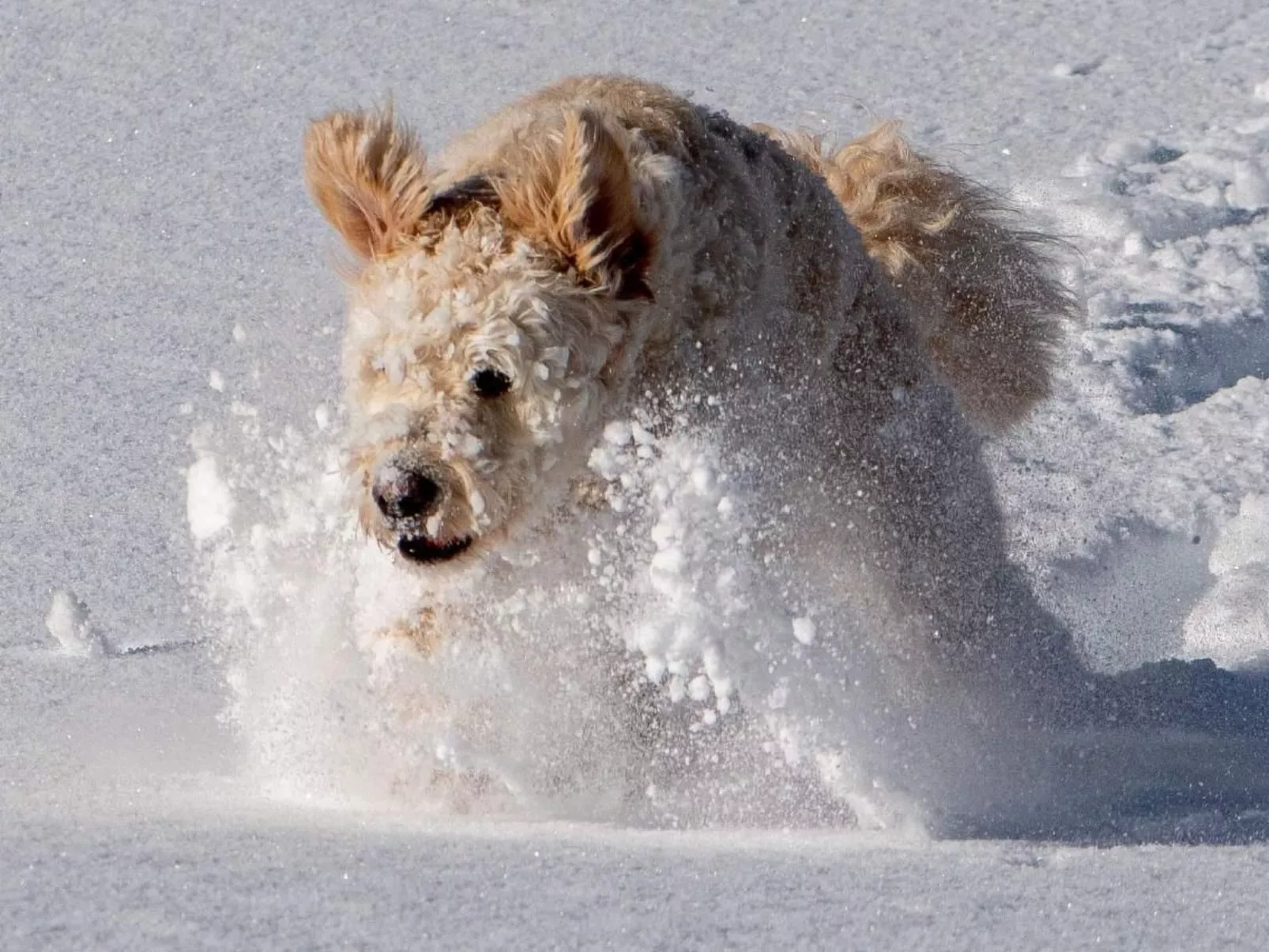 Amazing Chalet | Heidiland | Pool & Sauna-Buiten