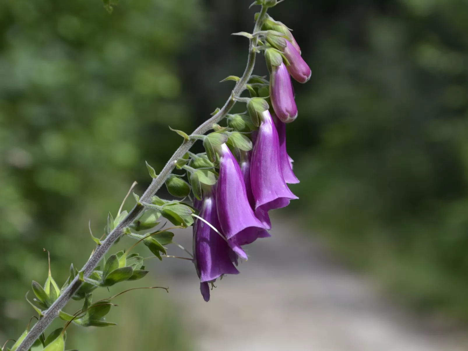 Panoramablick in Königstein-Buiten