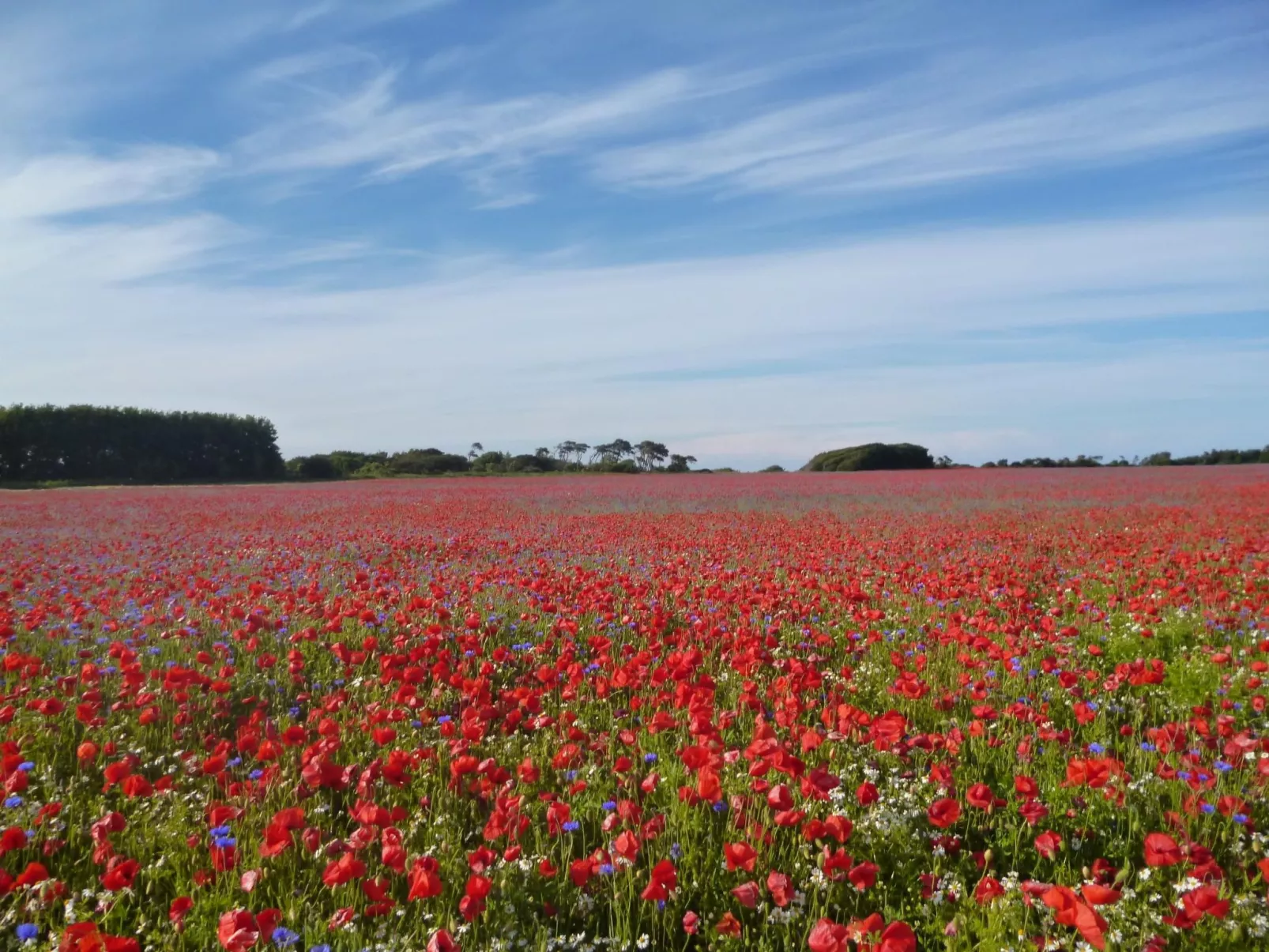 Freistehendes Ferienhaus in Lancken mit Sauna-Binnen