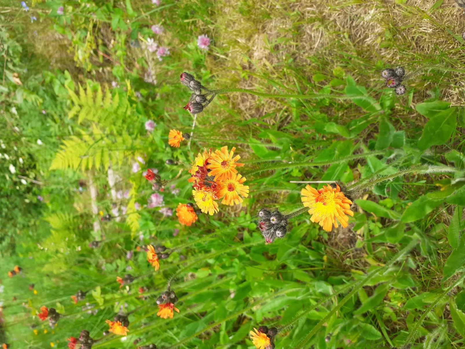 Für 6 Personen im Thüringer Wald-Buiten