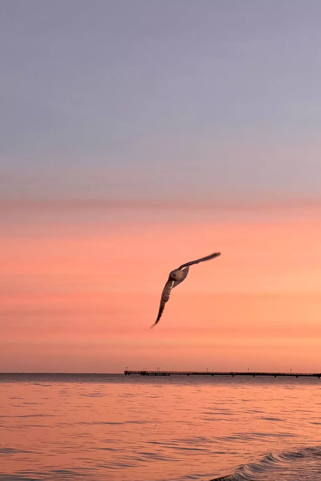 Lobster im Nauticum-Image-tags.info