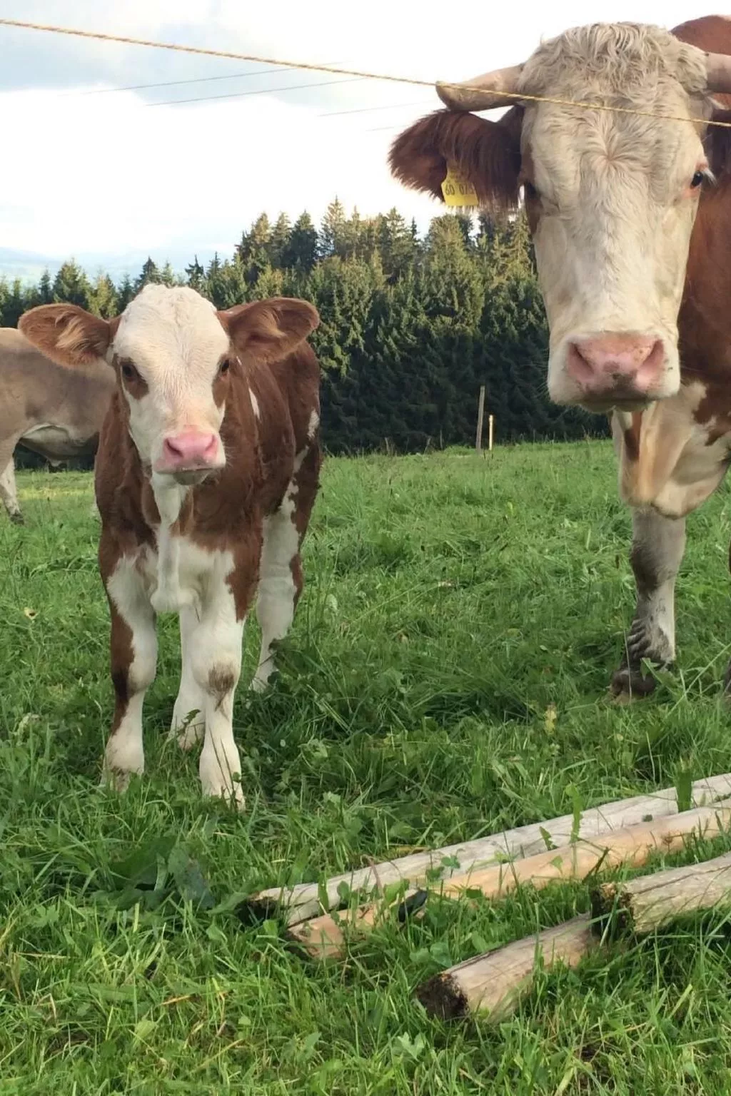 In Buchenberg mit Garten und Terrasse-Image-tags.info