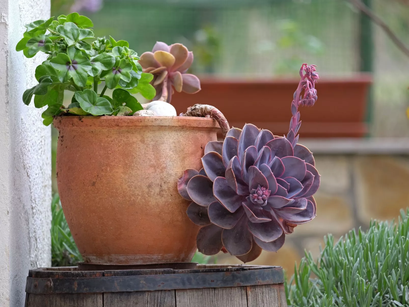 Wohnung in Fažana mit gemeinsamem Pool und Garten-Buiten