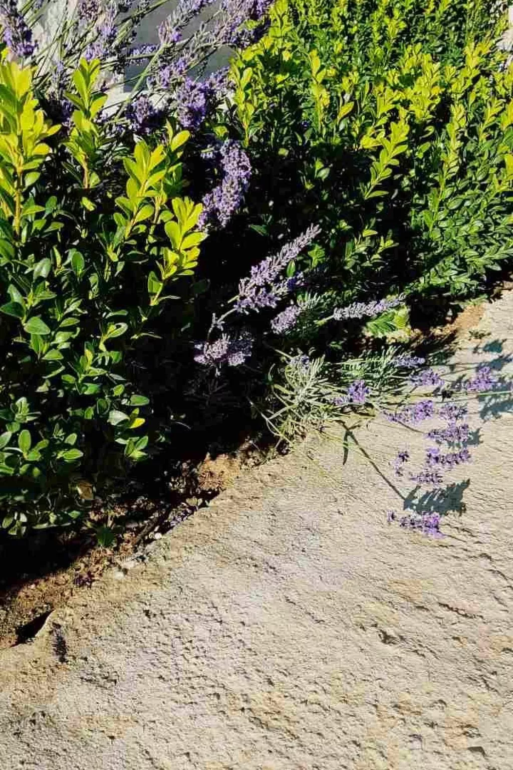 Wohnung Lila - von TA Leut Agency-Image-tags.info