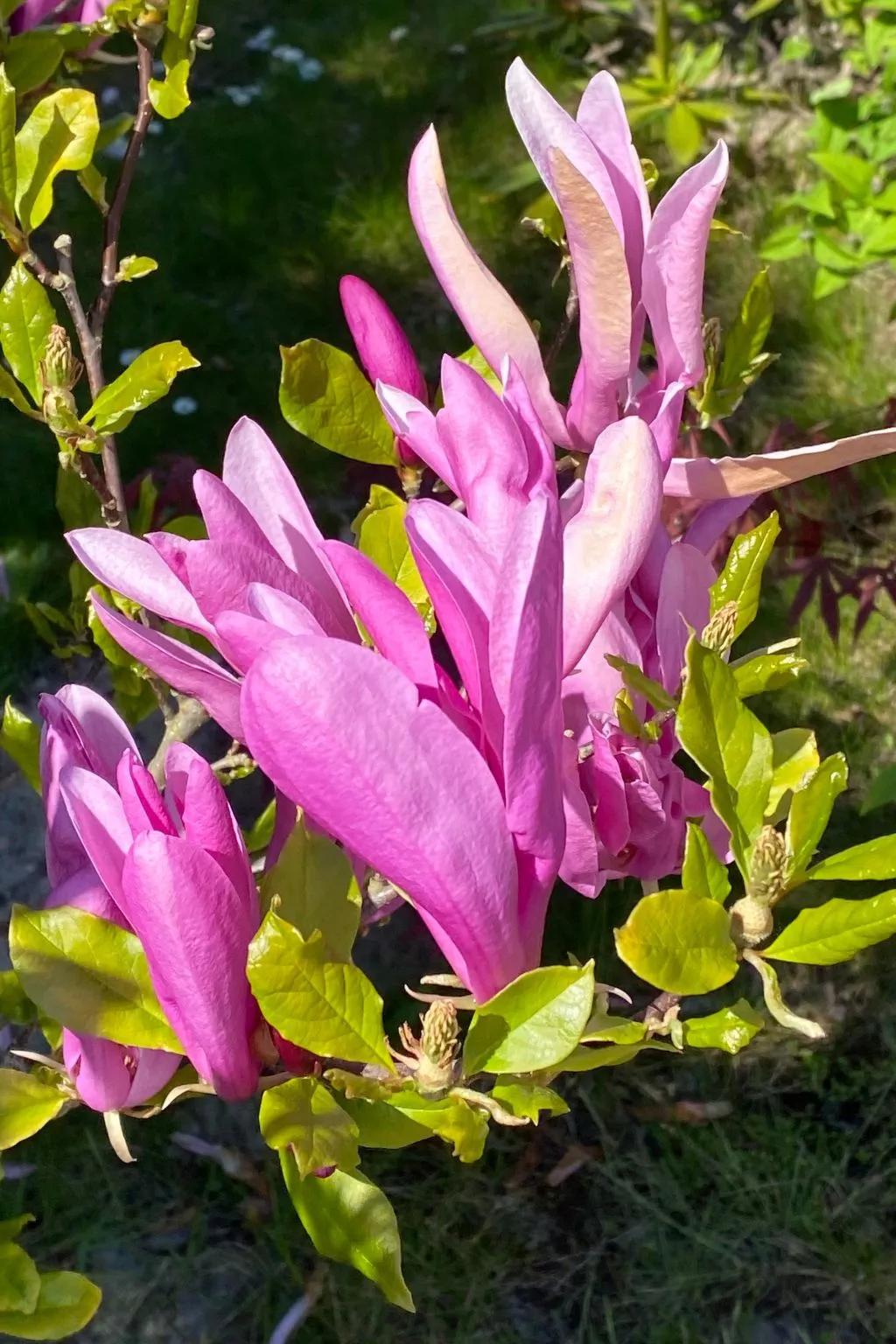In Peenemünde mit Gepflegtem Garten-Buiten