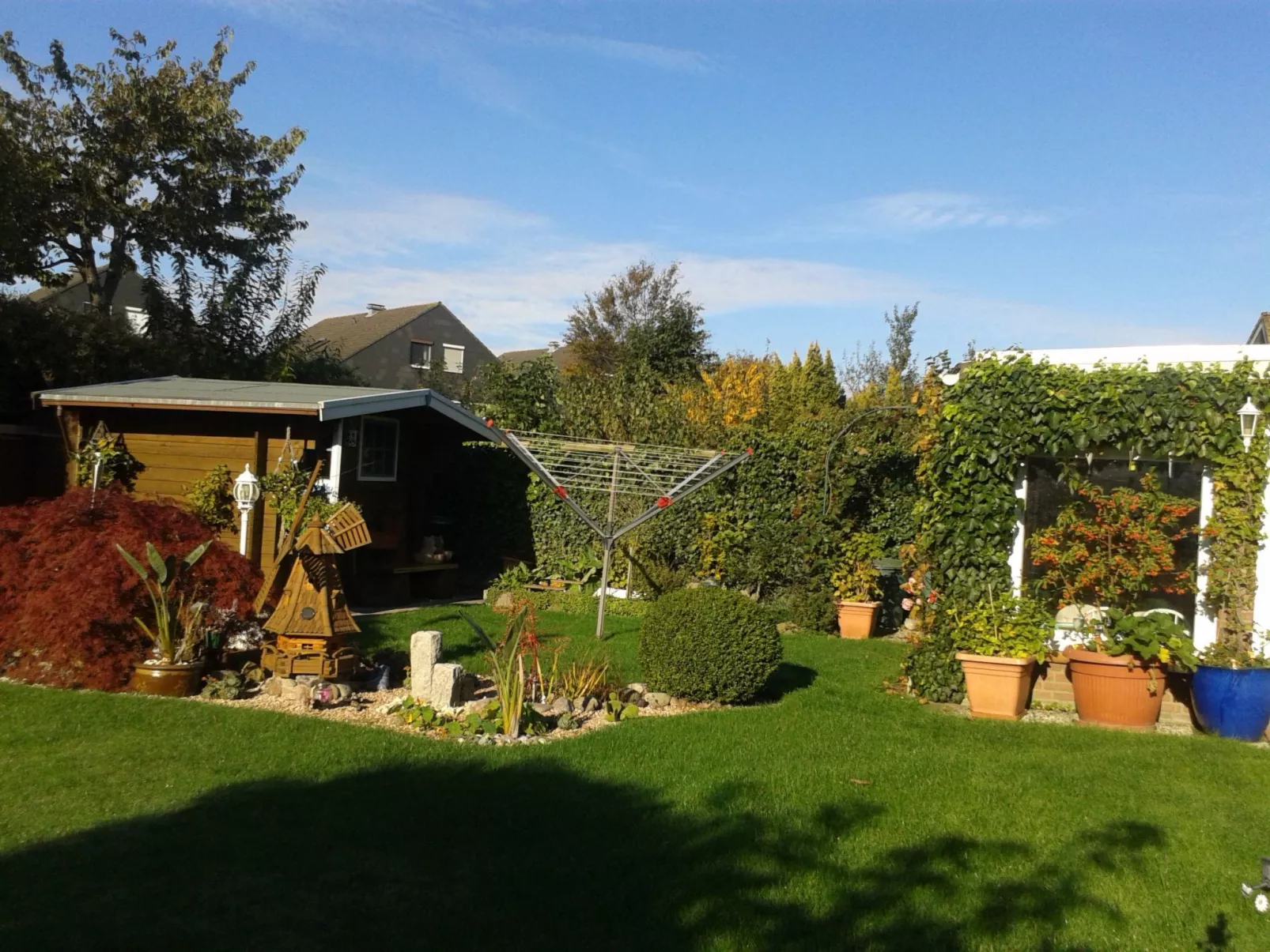 Zwergmöwe in Neue Tiefe-Image-tags.info