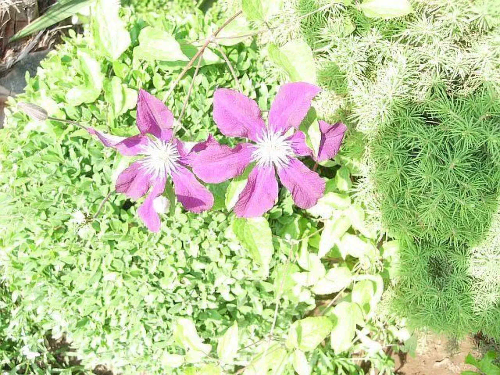 Standardstudio für kleine Familien-Buiten