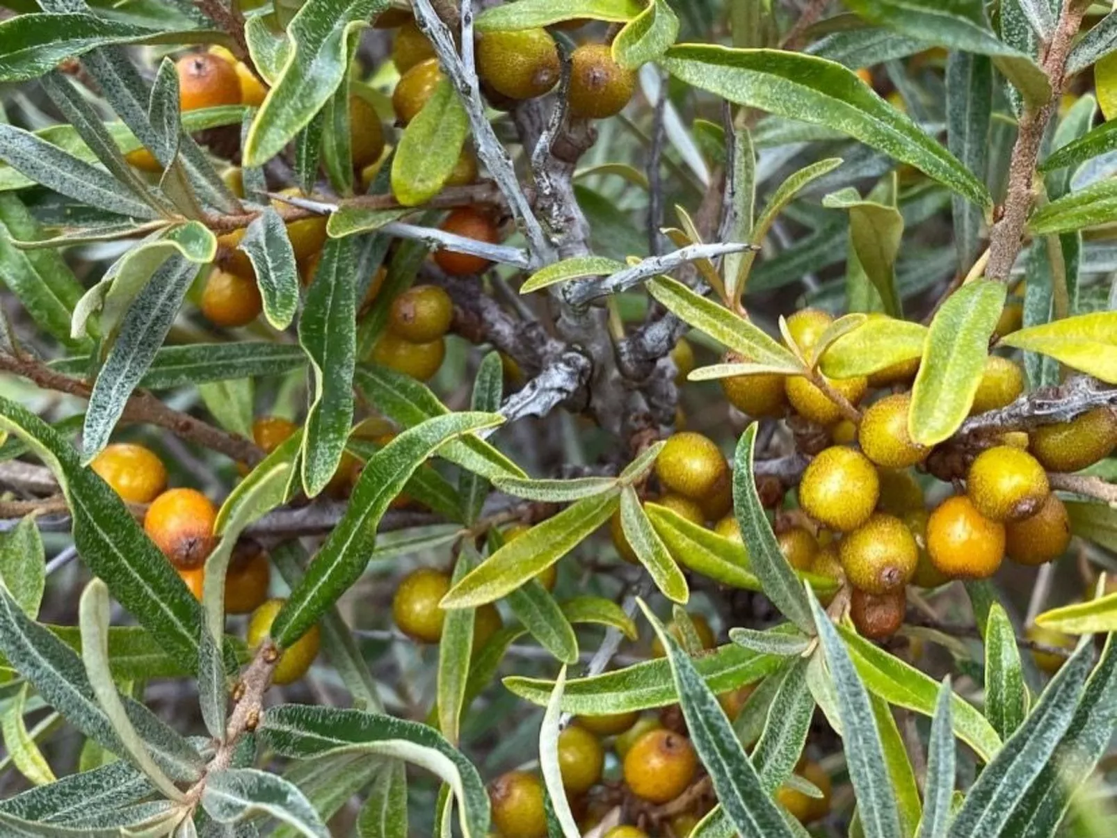 Altes Pastorenhus-Image-tags.info