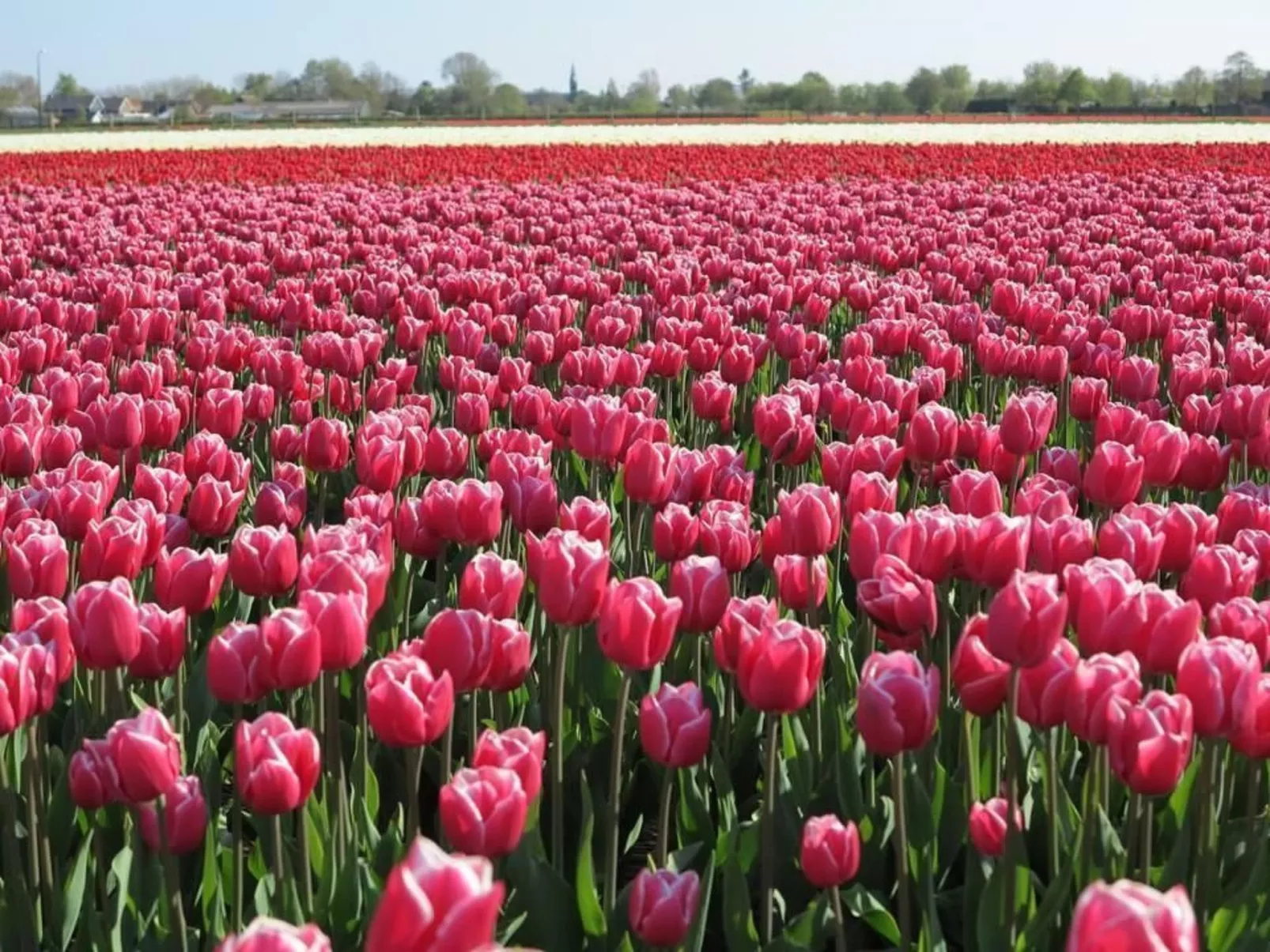 Sommerhaus "De Zeester"-Buiten