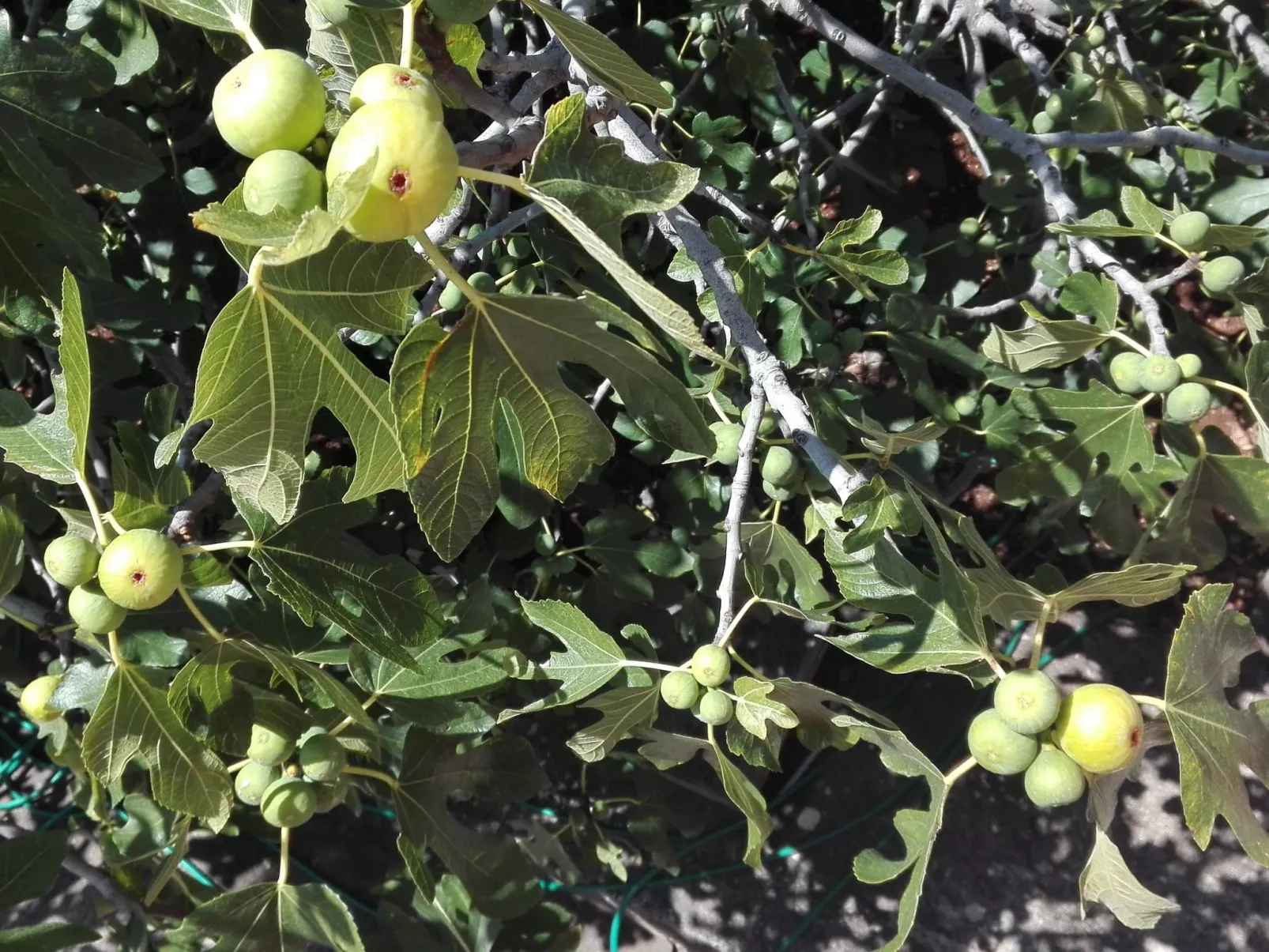 Wohnung mit Balkon und Meerblick-Buiten