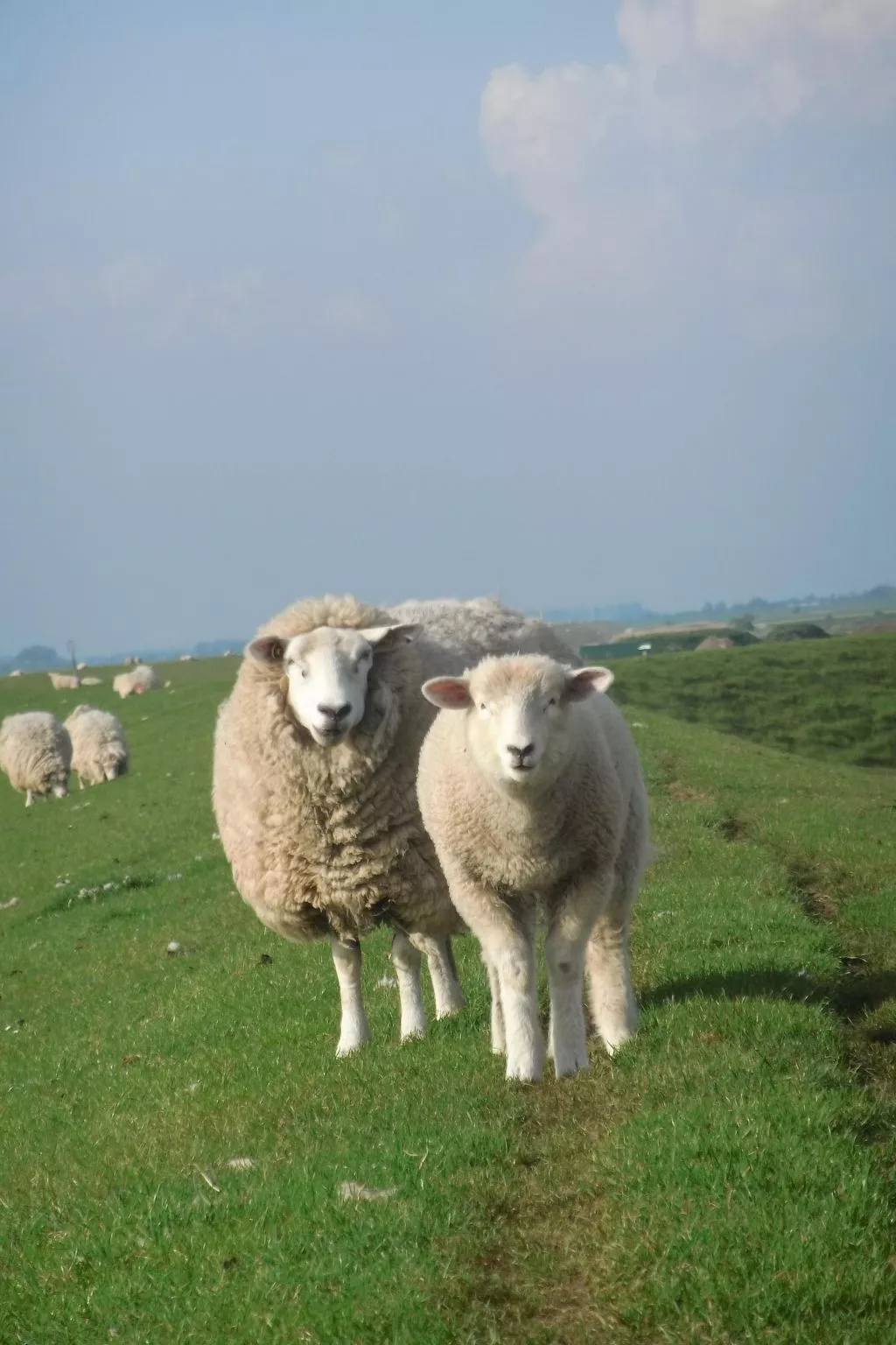 Gemütliche Ferienwohnung in Büsum-Buiten