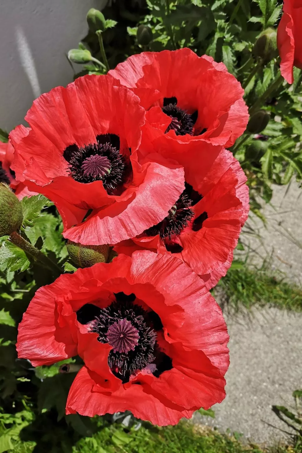 Studio Chesa Marias-Buiten