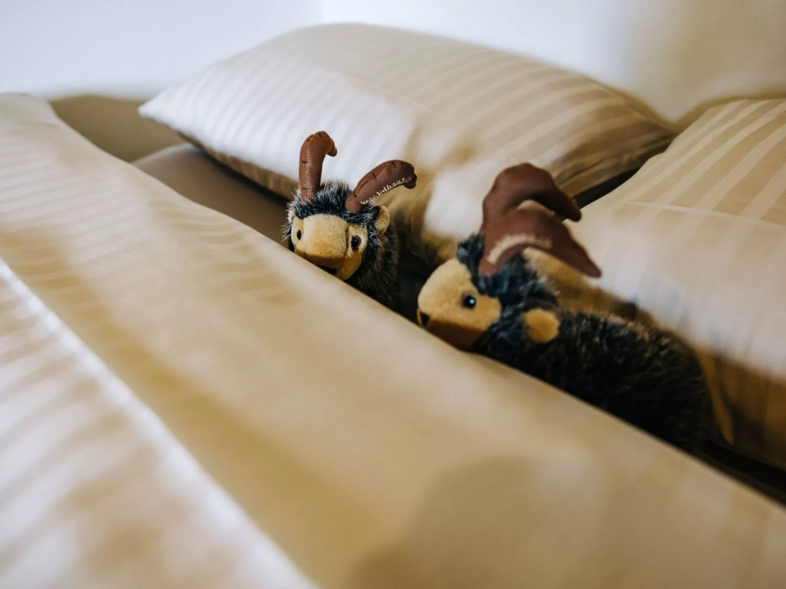 Muntanella Och-Image-tags.info