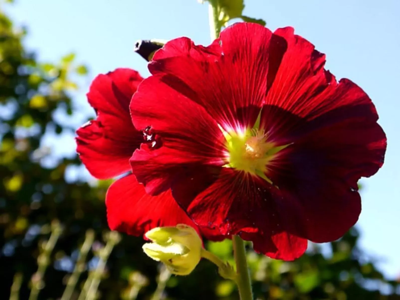 Chalet Birkli-Buiten