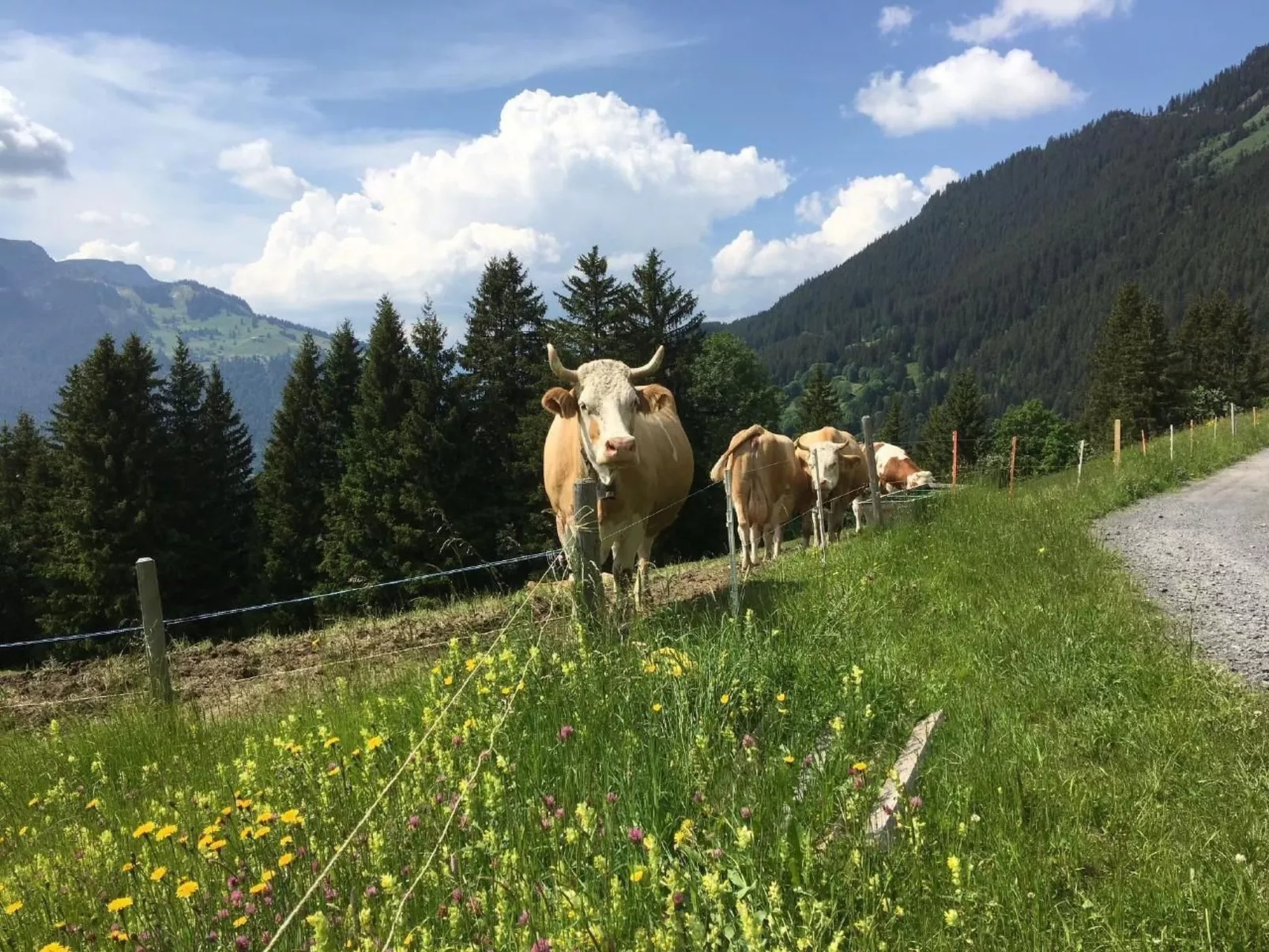 Katharina von Allmen-Image-tags.info