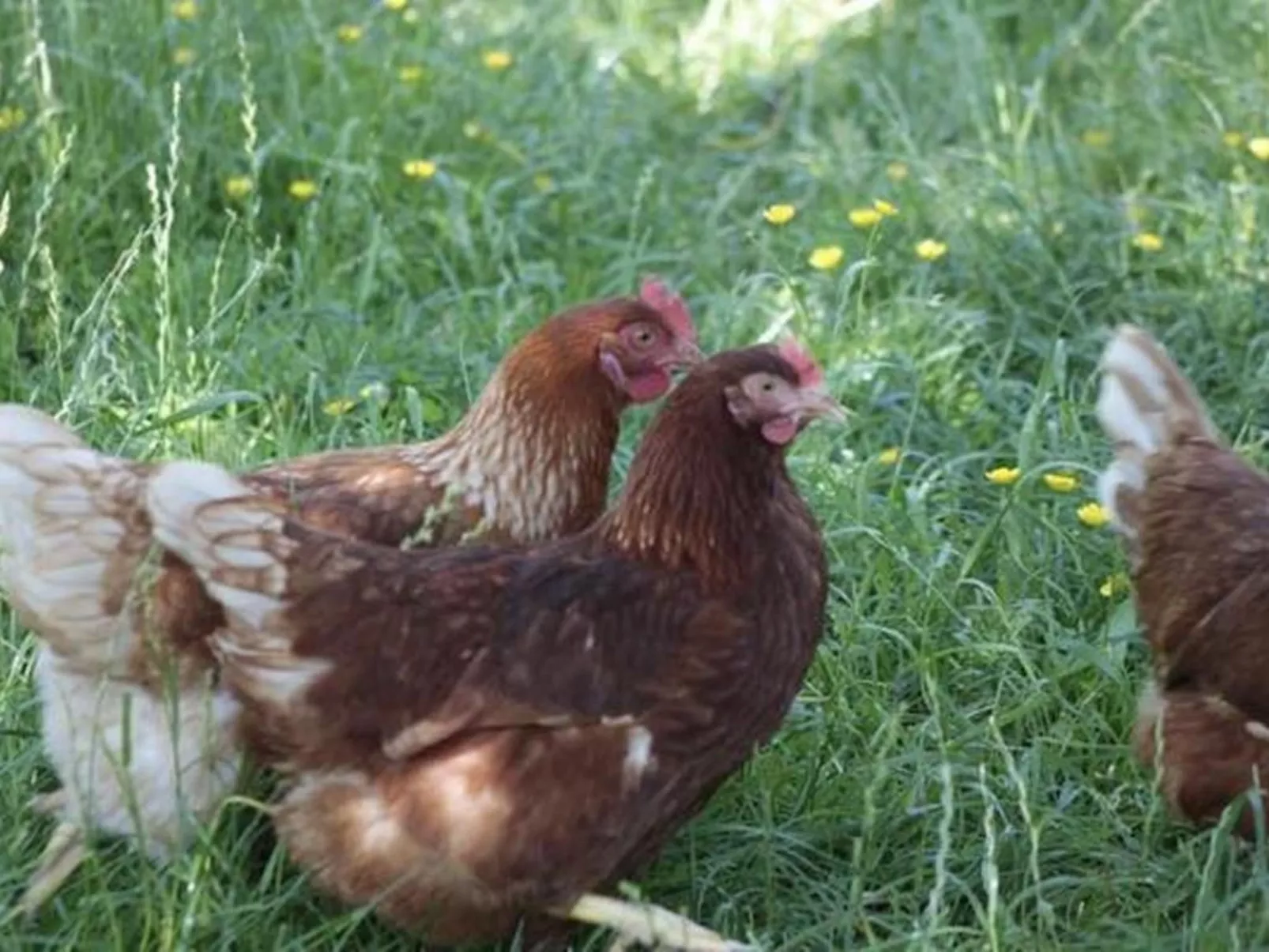 Rosentürmli - Buiten