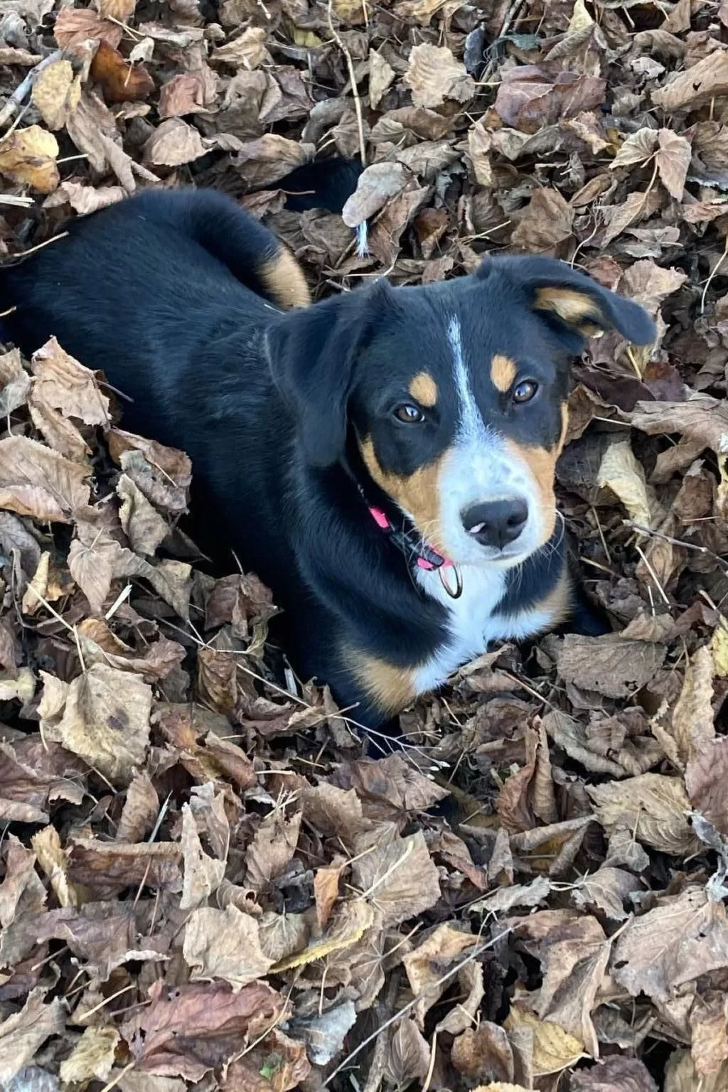 Wohnung "Bellevue"-Buiten